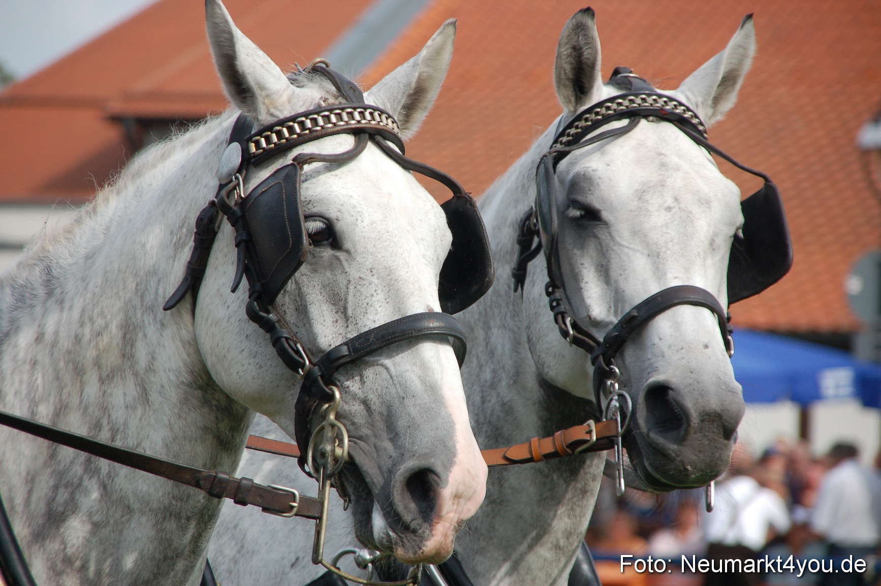 0305 Pferde Fohlenschau 200807