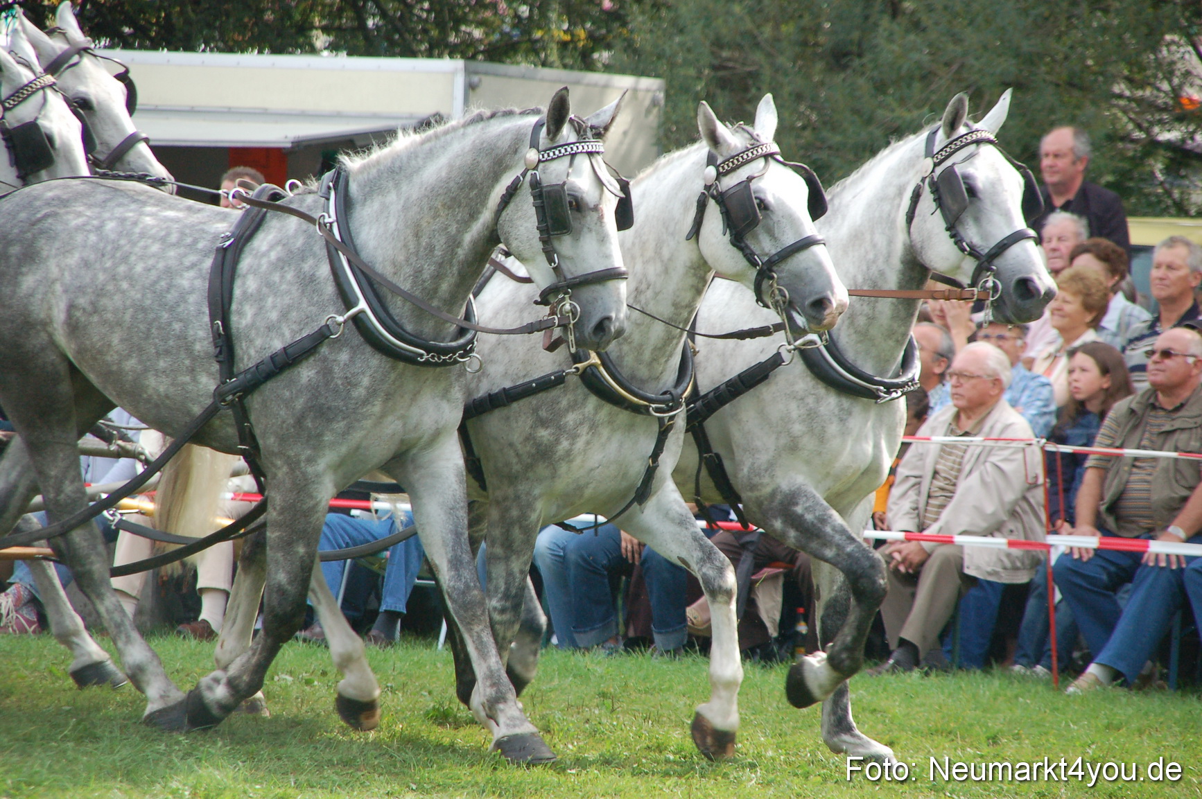 0306 Pferde Fohlenschau 200807
