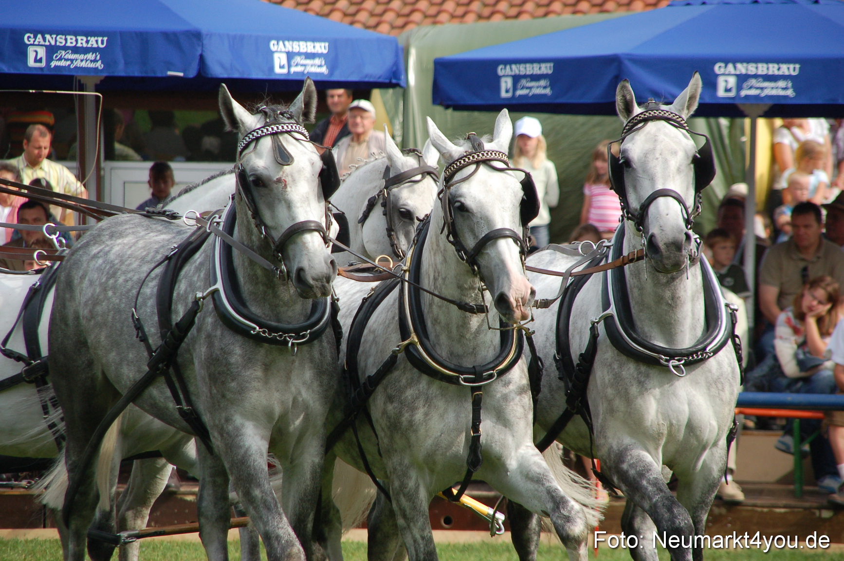 0307 Pferde Fohlenschau 200807