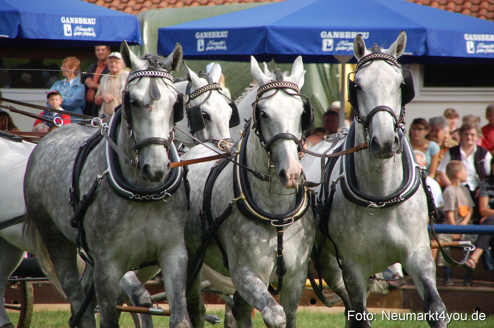 0308 Pferde Fohlenschau 200807