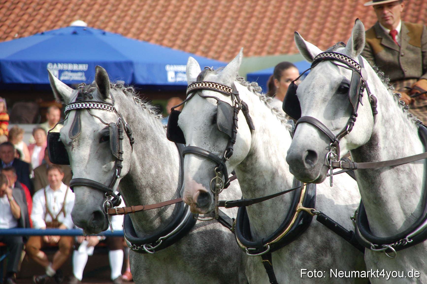 0309 Pferde Fohlenschau 200807