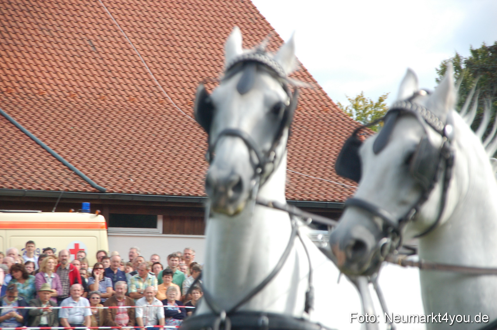 0312 Pferde Fohlenschau 200807