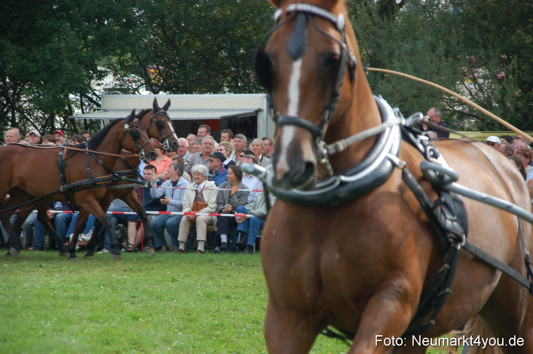 0314 Pferde Fohlenschau 200807