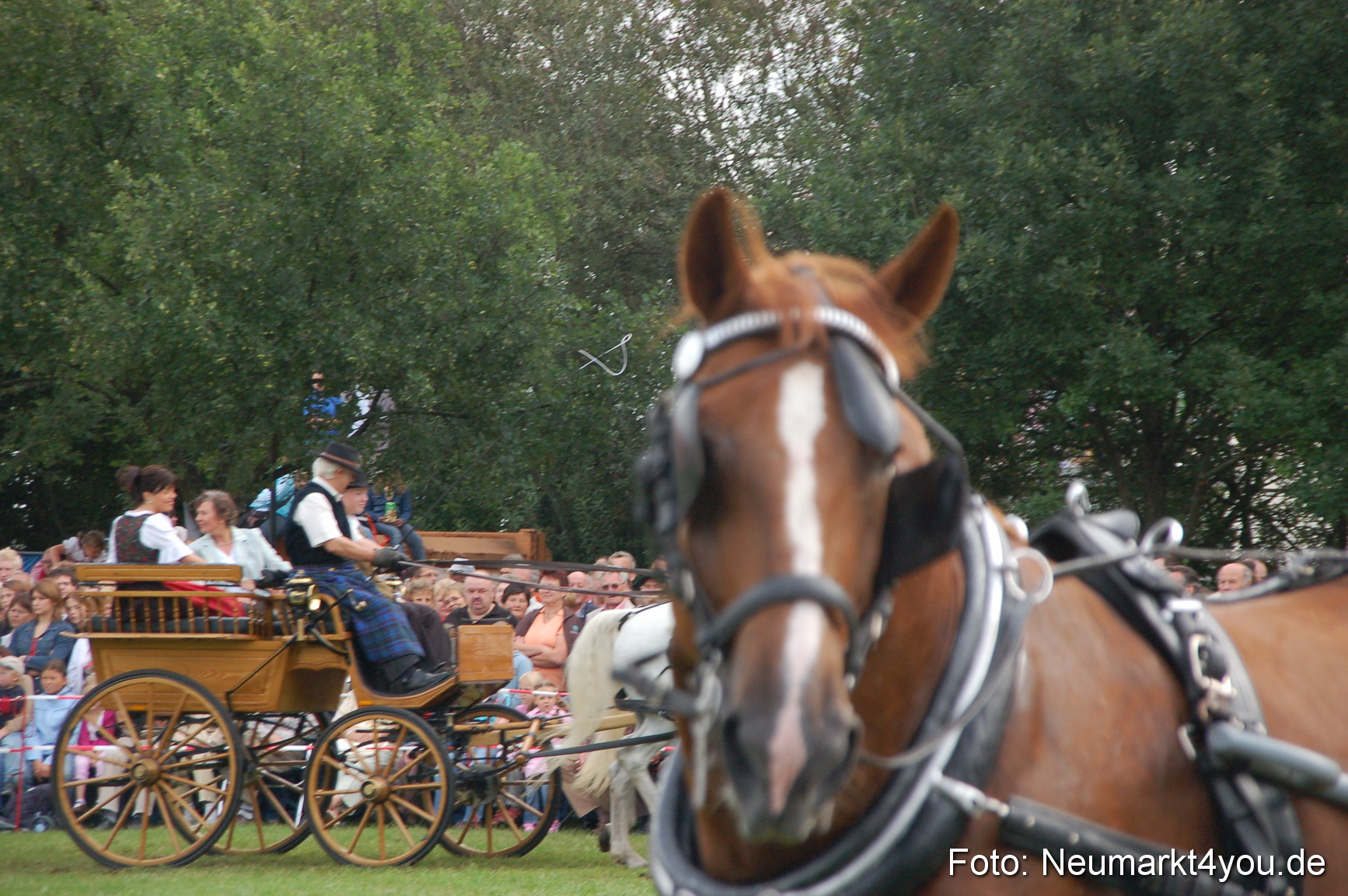 0334 Pferde Fohlenschau 200807