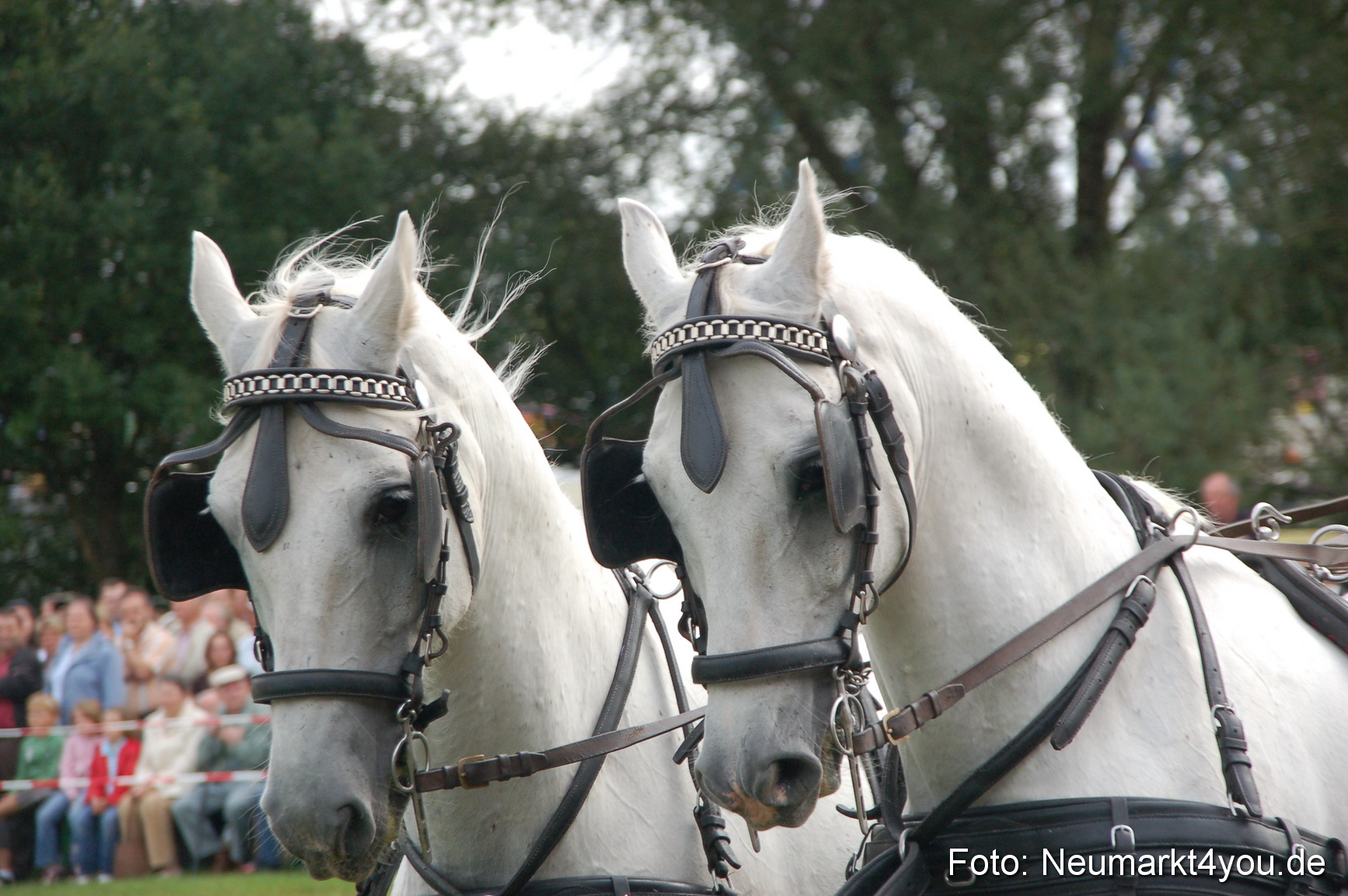 0335 Pferde Fohlenschau 200807