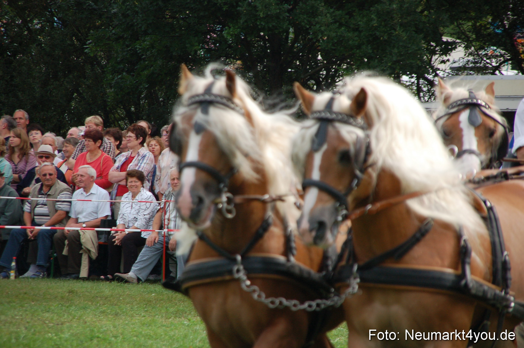 0338 Pferde Fohlenschau 200807
