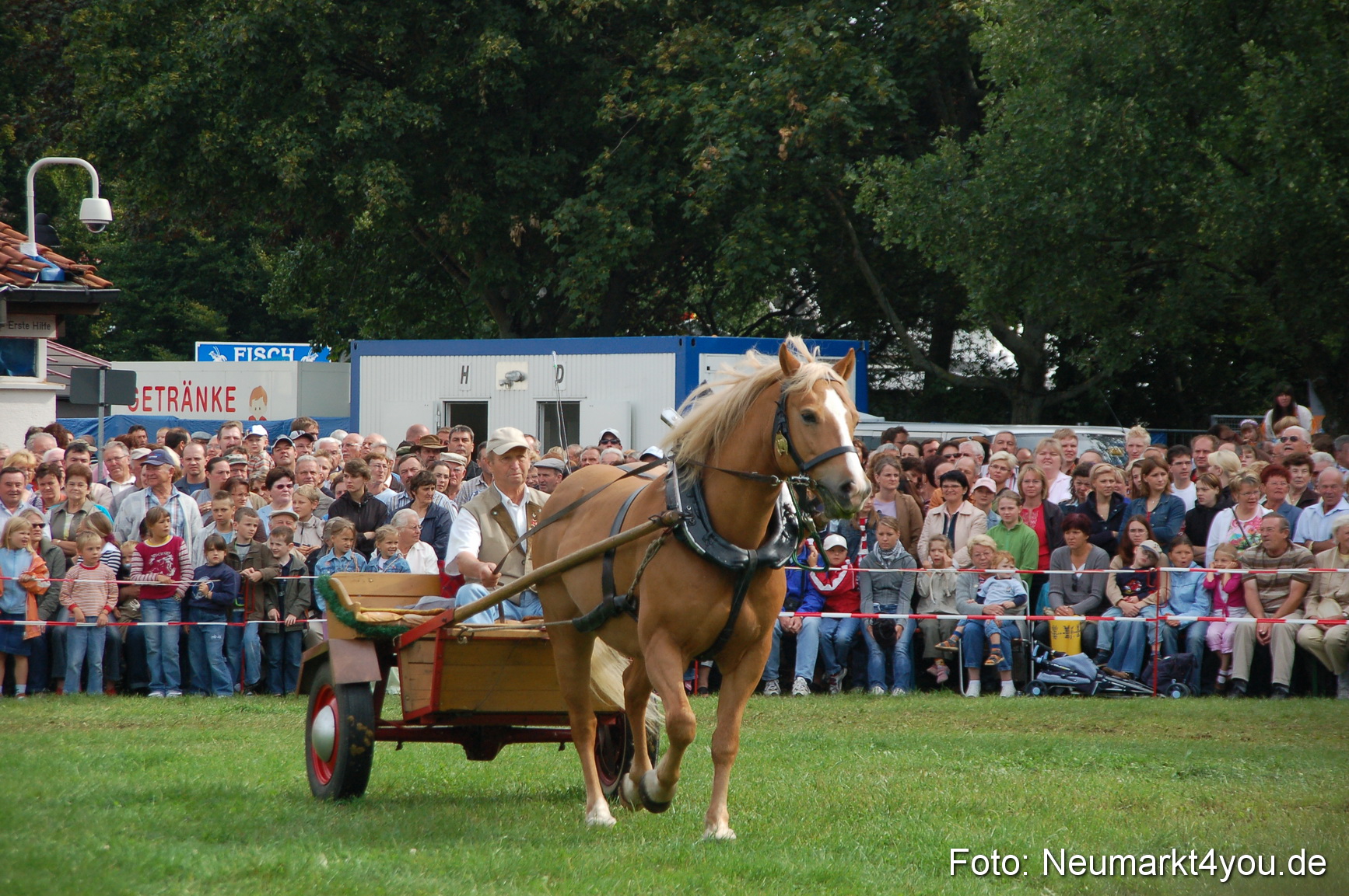 0345 Pferde Fohlenschau 200807