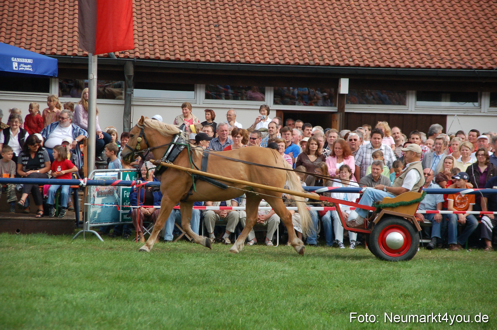 0347 Pferde Fohlenschau 200807