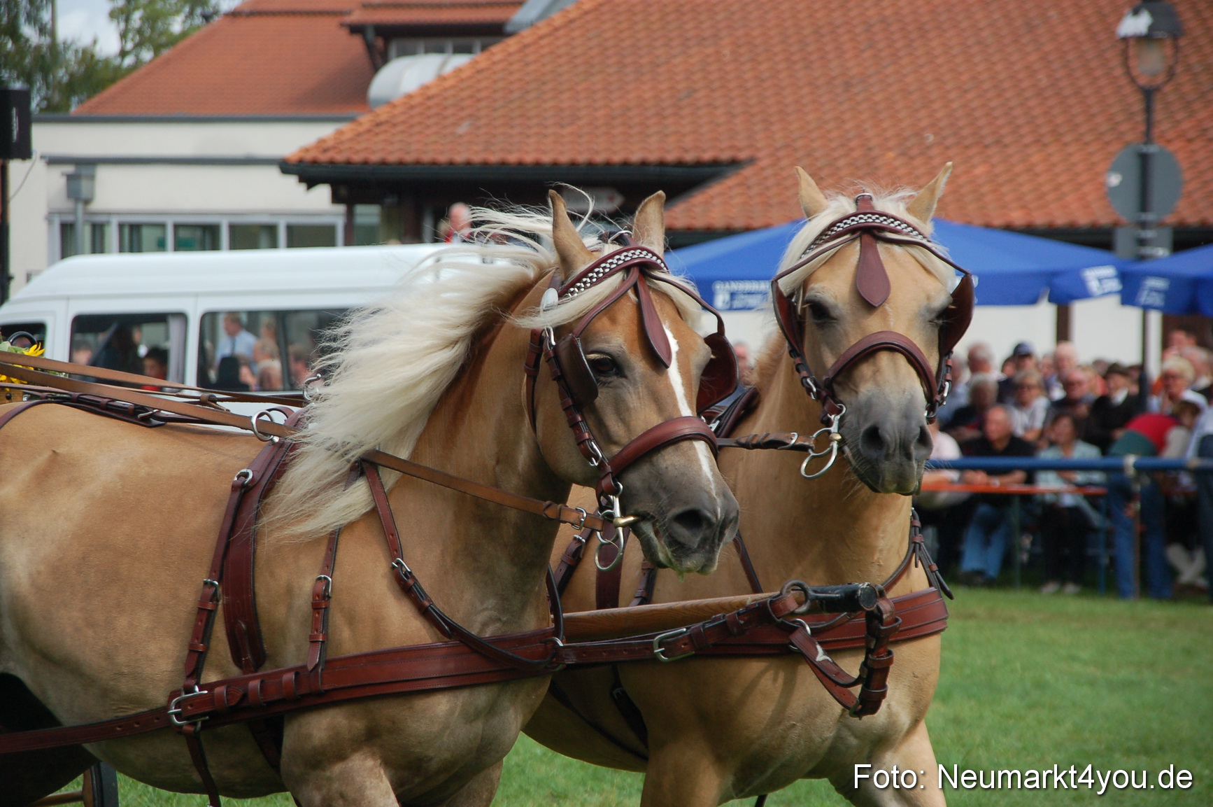 0349 Pferde Fohlenschau 200807