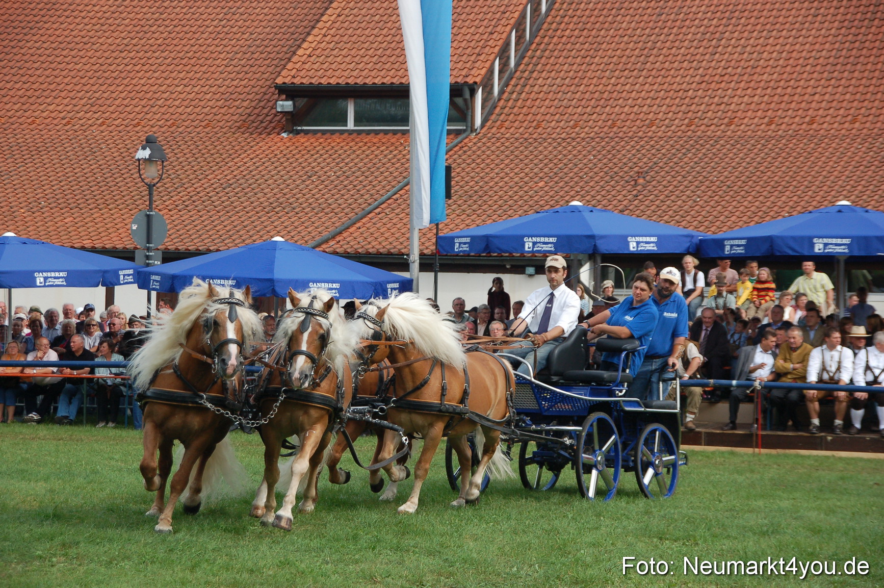 0351 Pferde Fohlenschau 200807