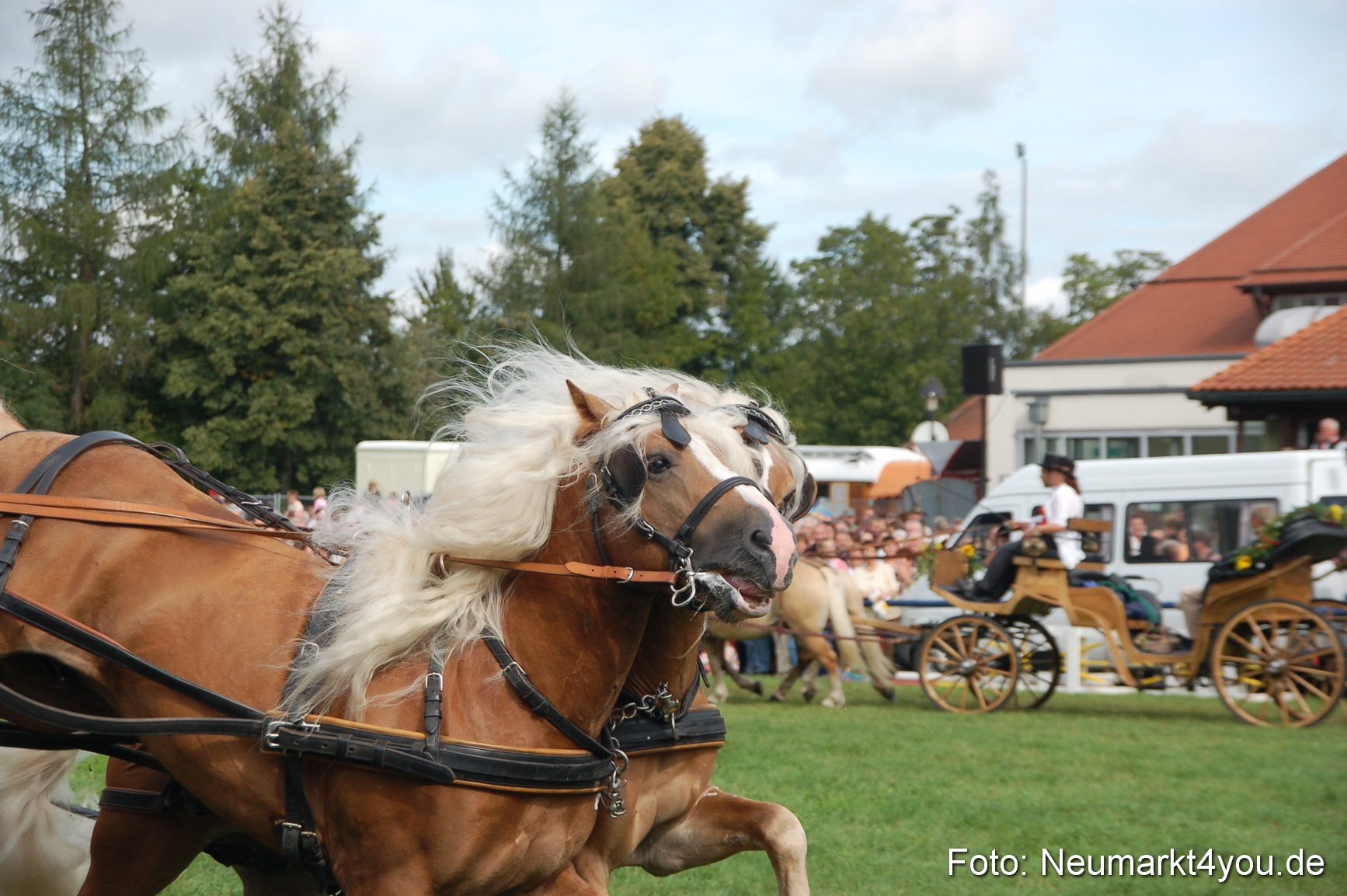 0354 Pferde Fohlenschau 200807