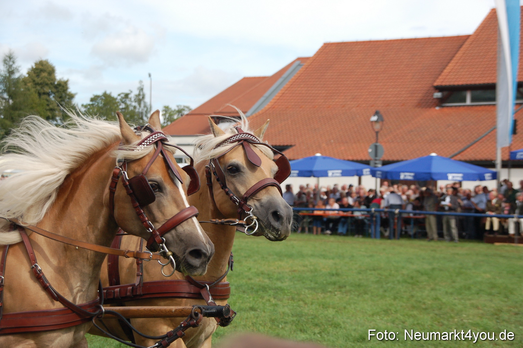 0355 Pferde Fohlenschau 200807