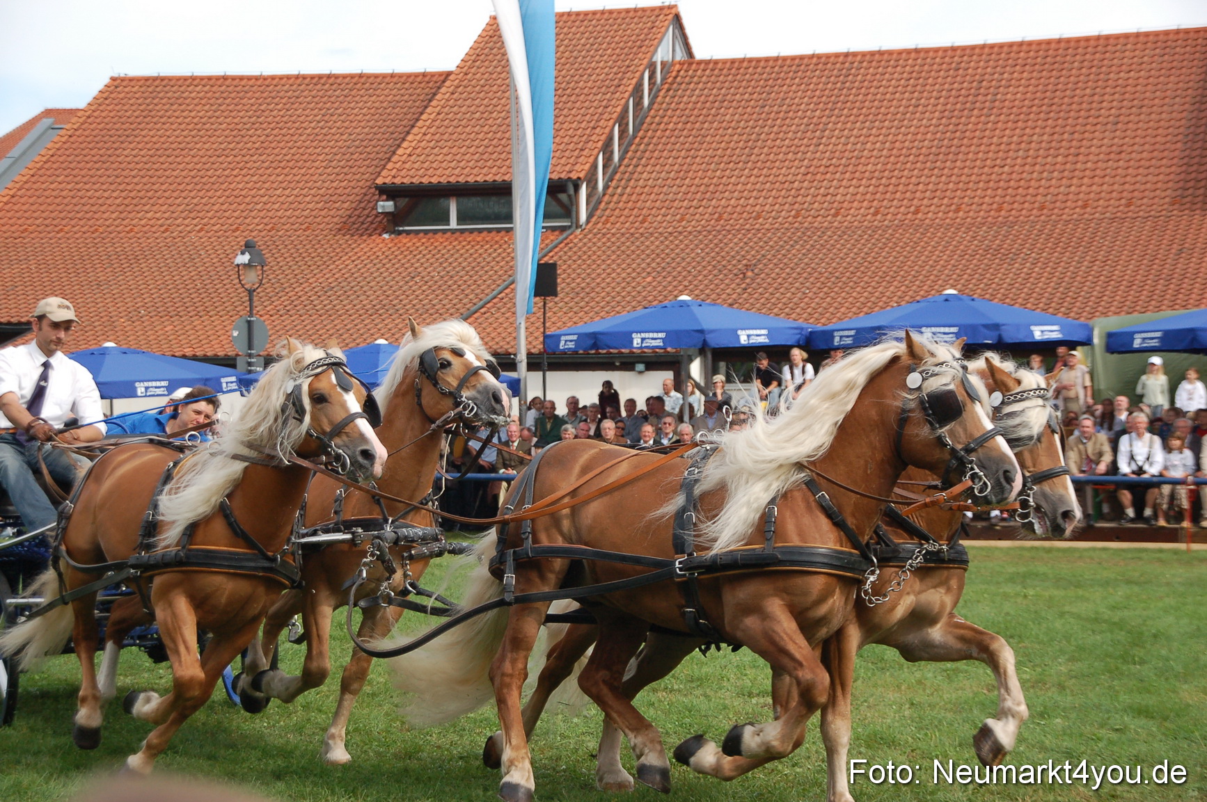 0356 Pferde Fohlenschau 200807