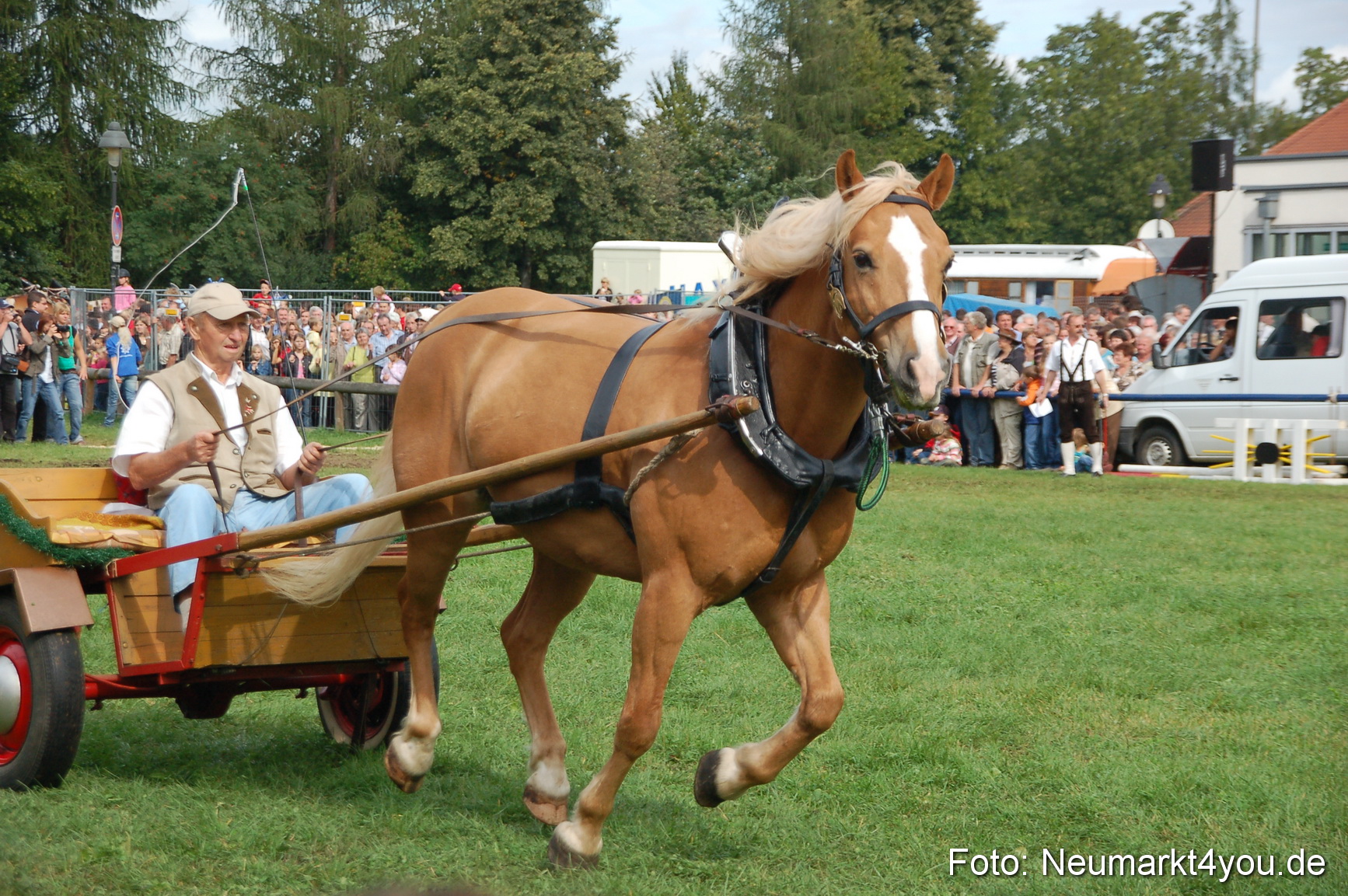0358 Pferde Fohlenschau 200807