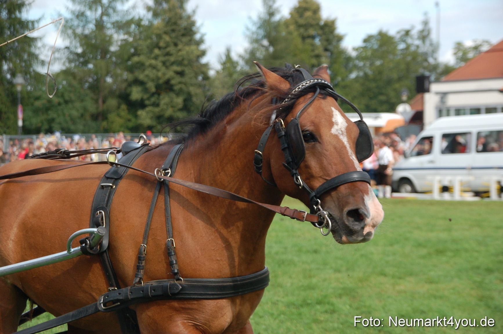 0359 Pferde Fohlenschau 200807