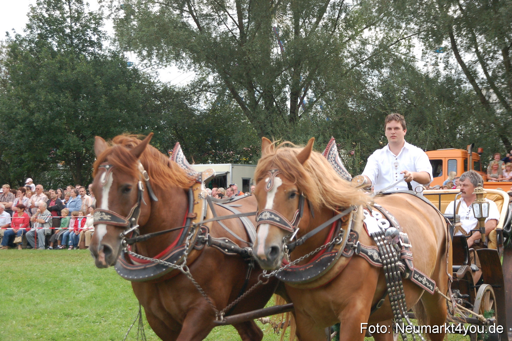 0379 Pferde Fohlenschau 200807
