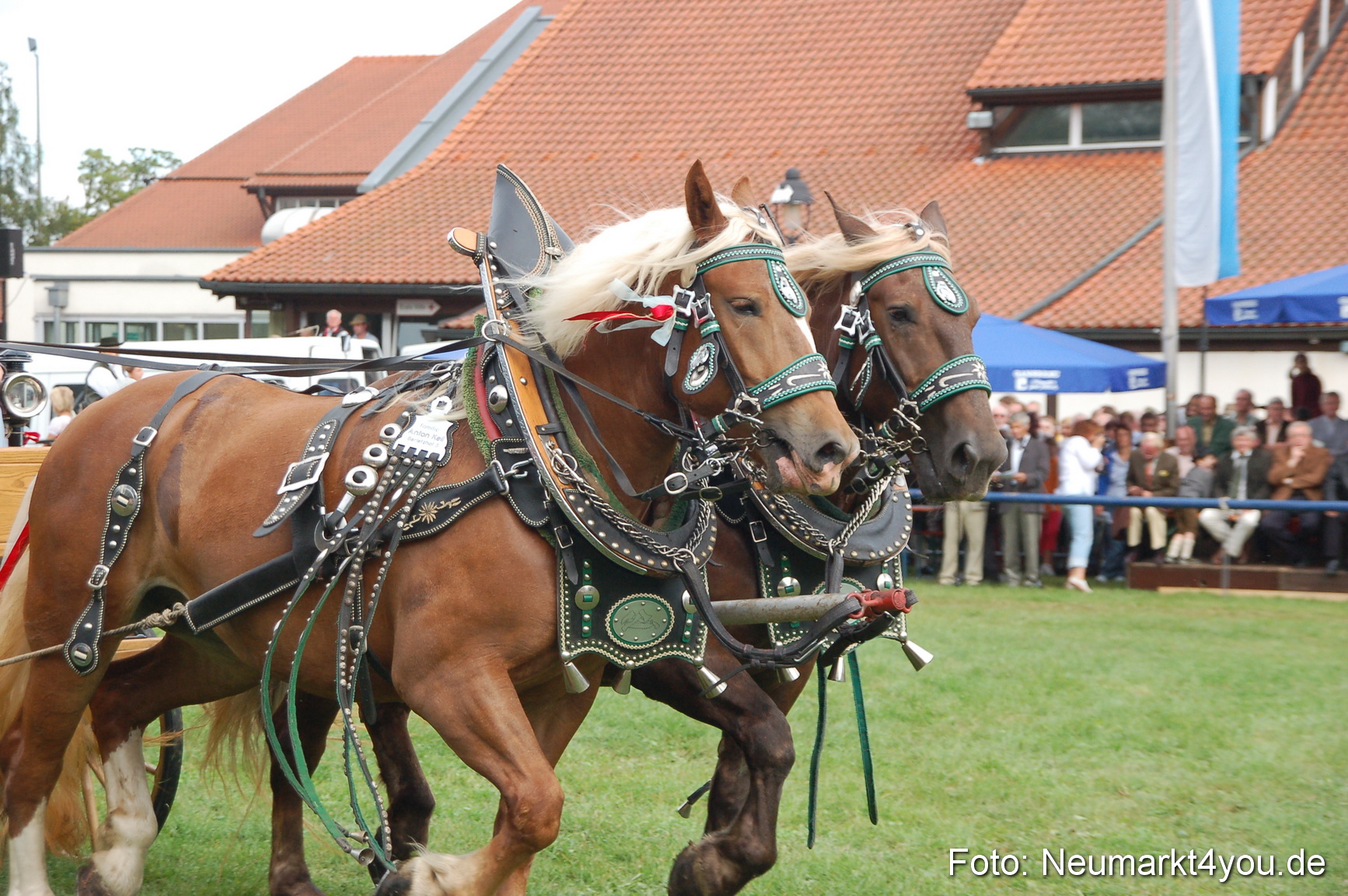 0383 Pferde Fohlenschau 200807
