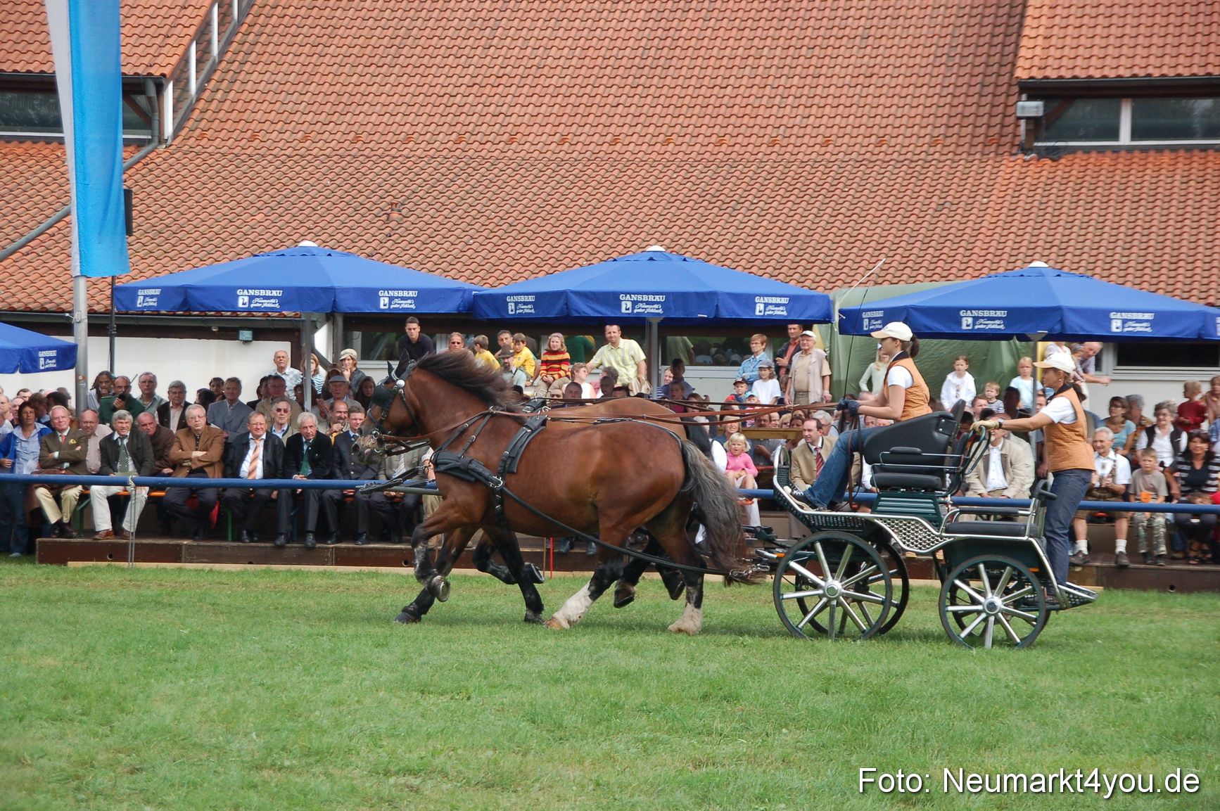 0395 Pferde Fohlenschau 200807