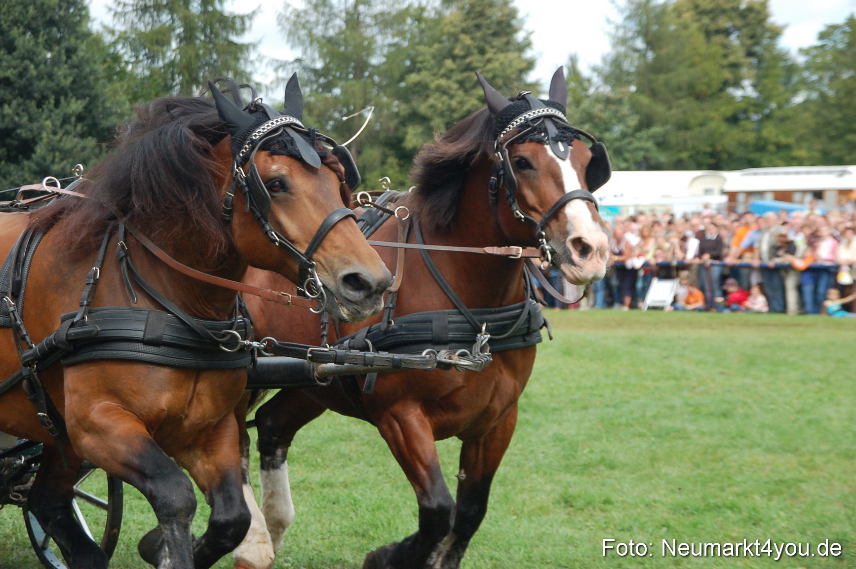 0396 Pferde Fohlenschau 200807