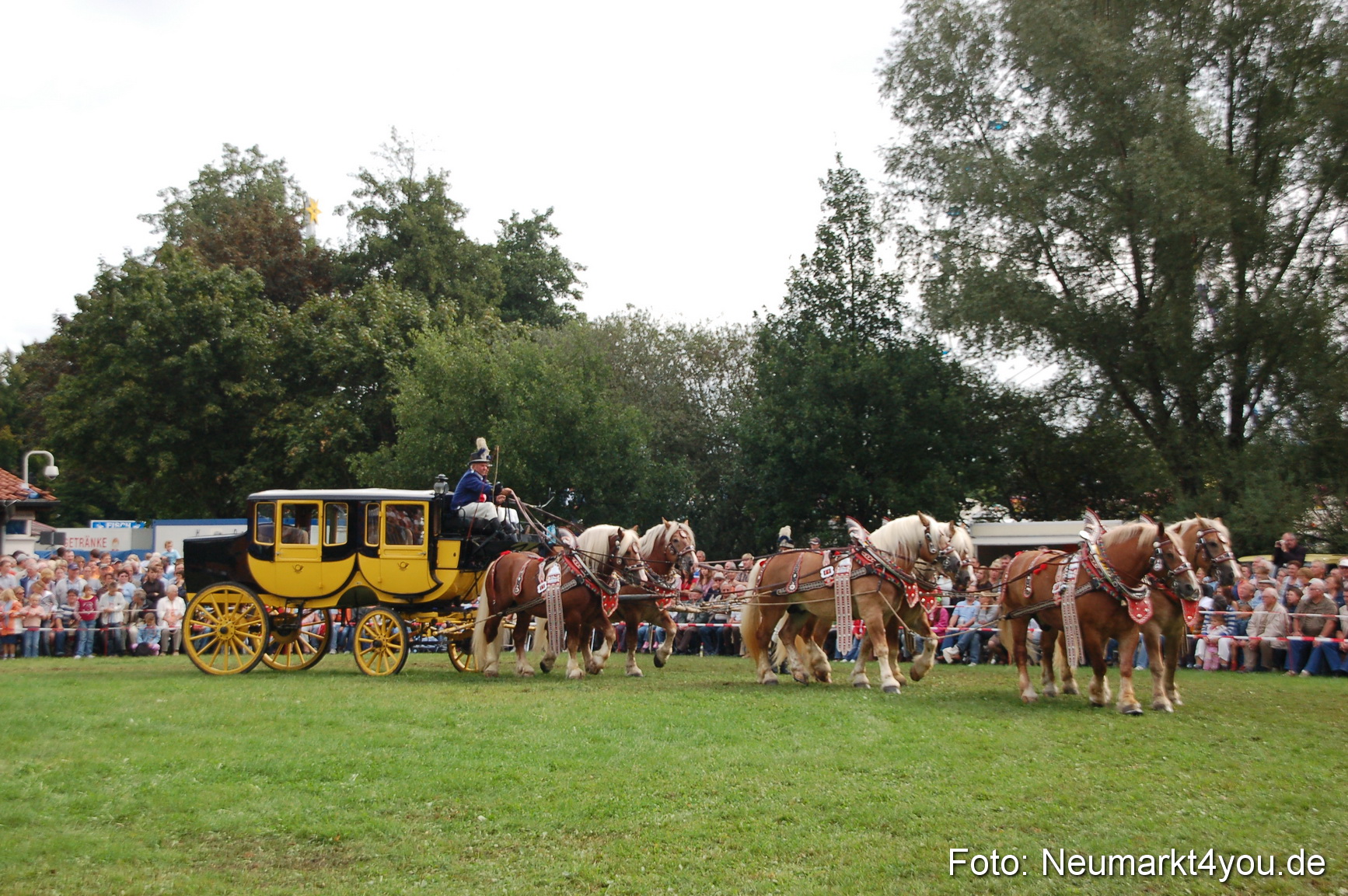 0404 Pferde Fohlenschau 200807