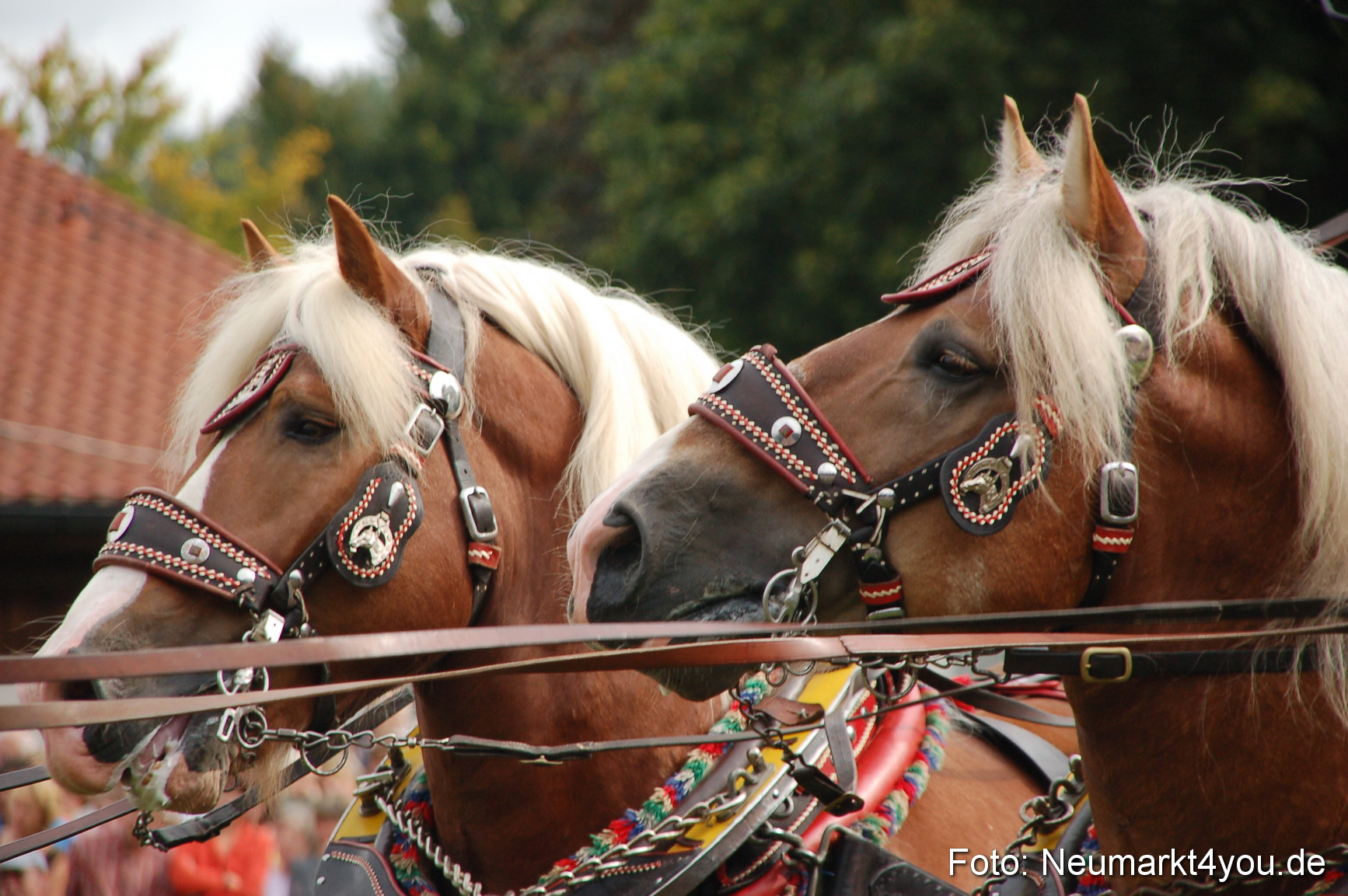 0407 Pferde Fohlenschau 200807
