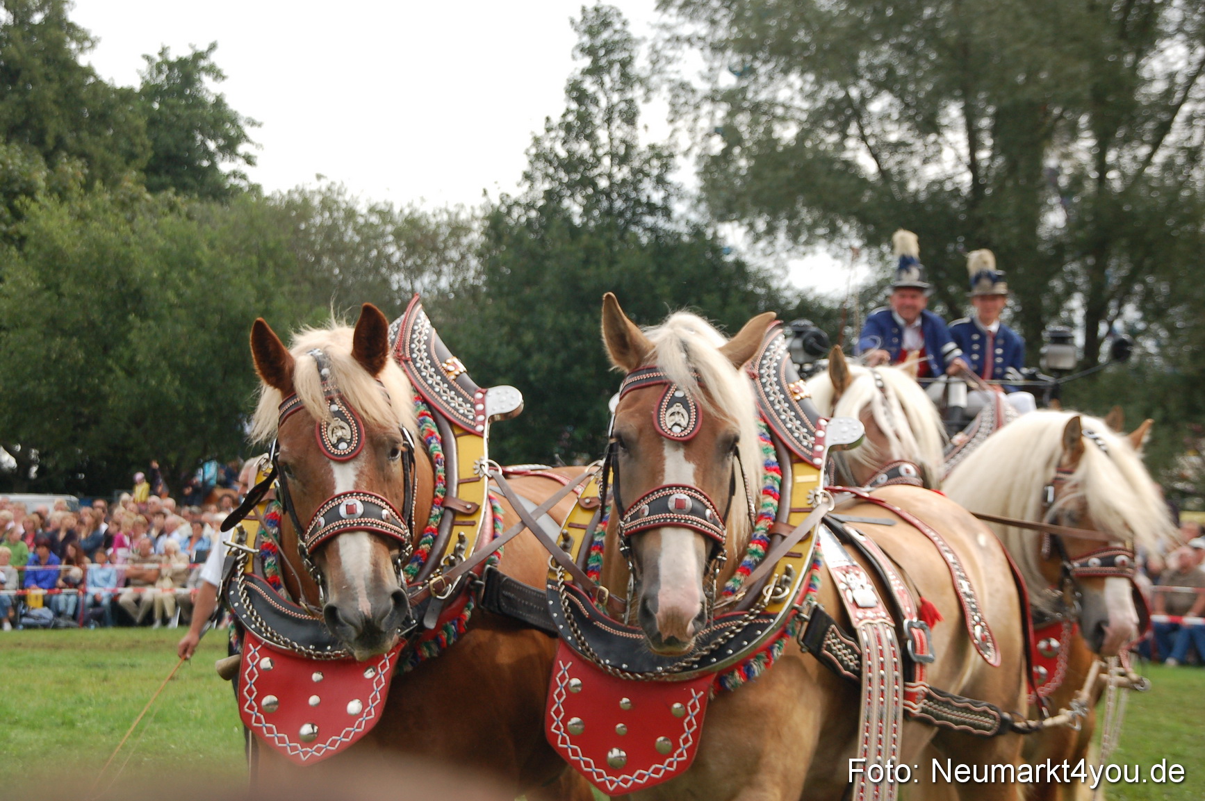 0421 Pferde Fohlenschau 200807