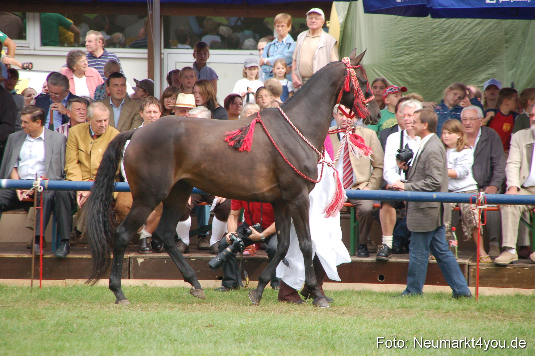 0444 Pferde Fohlenschau 200807