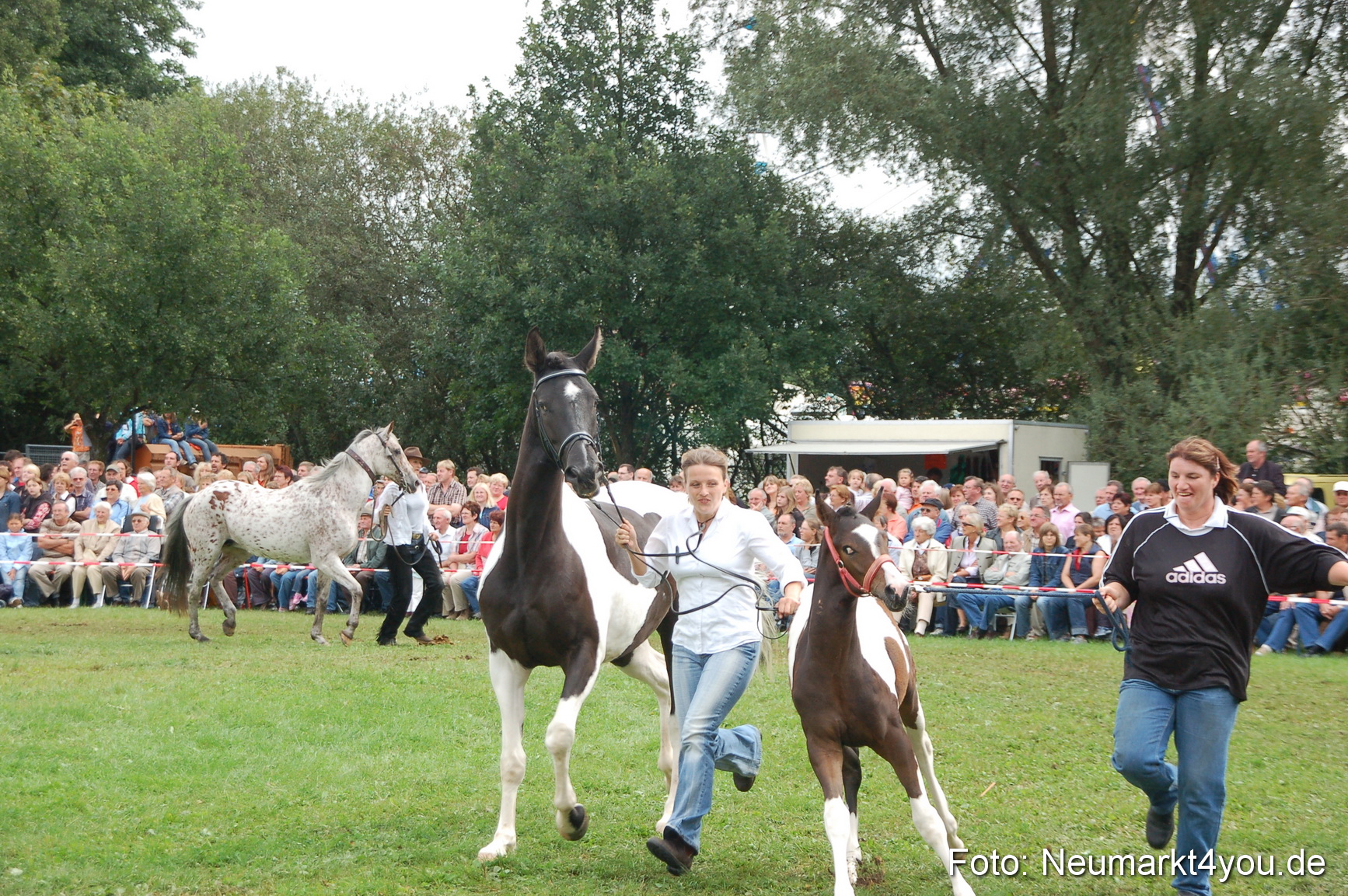 0445 Pferde Fohlenschau 200807