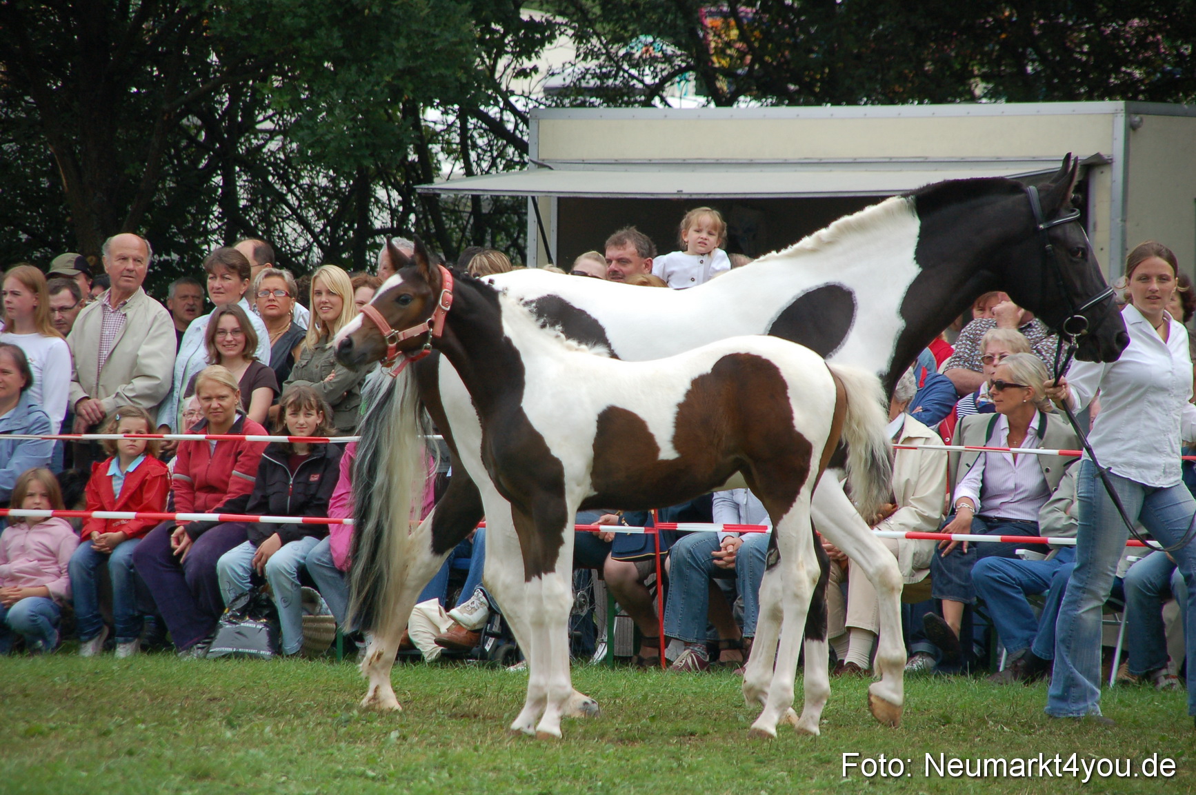 0457 Pferde Fohlenschau 200807