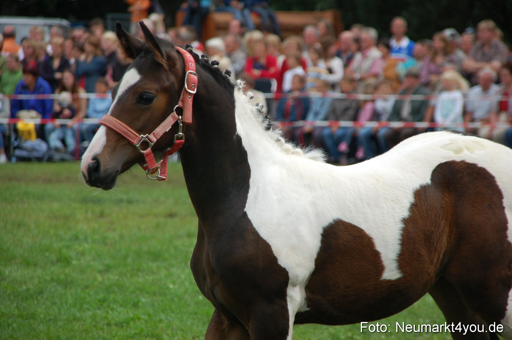 0458 Pferde Fohlenschau 200807