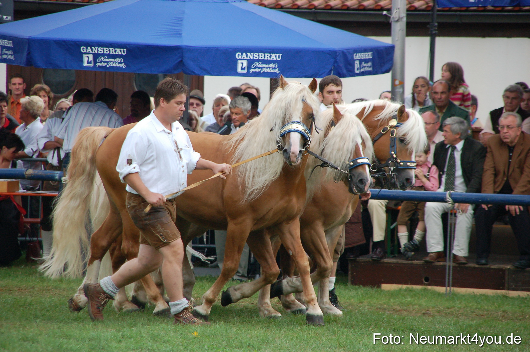 0530 Pferde Fohlenschau 200807