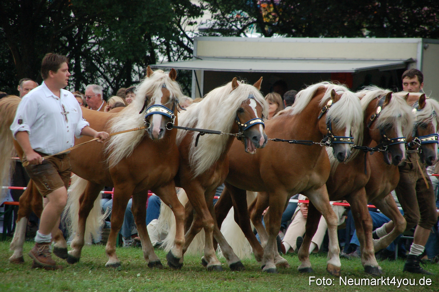 0531 Pferde Fohlenschau 200807