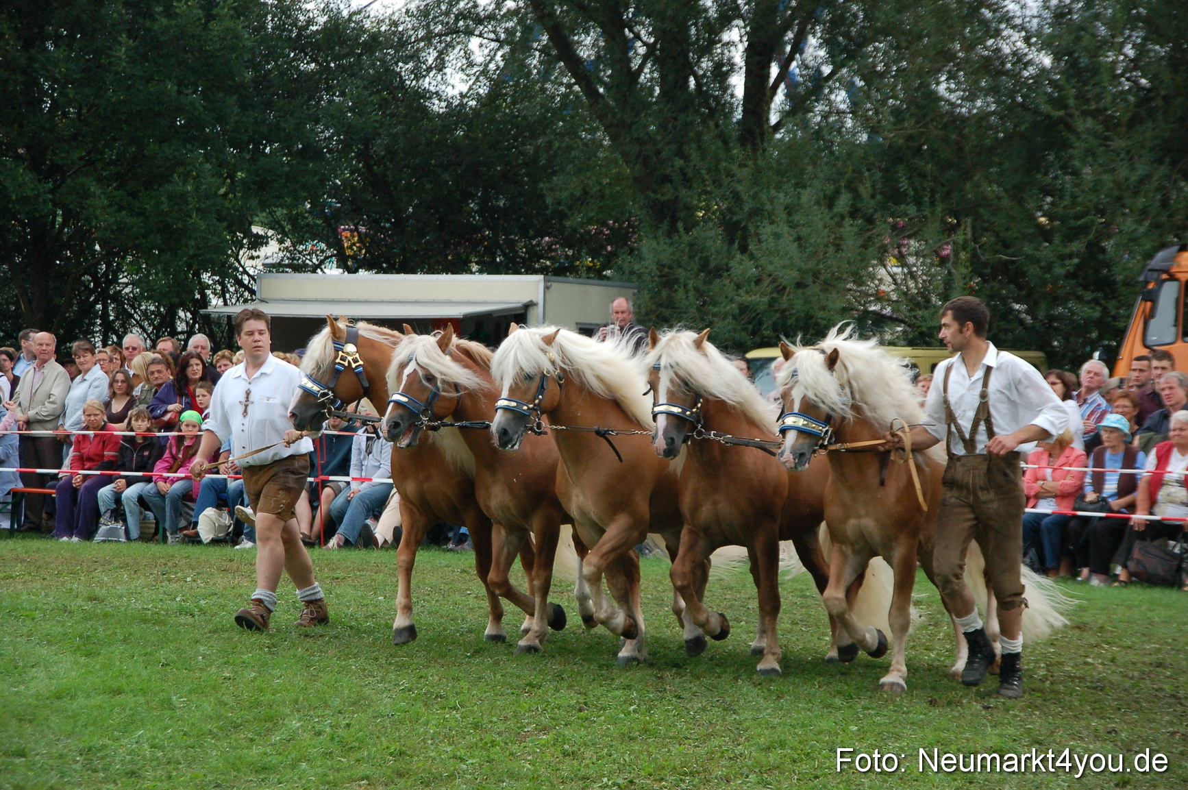 0533 Pferde Fohlenschau 200807