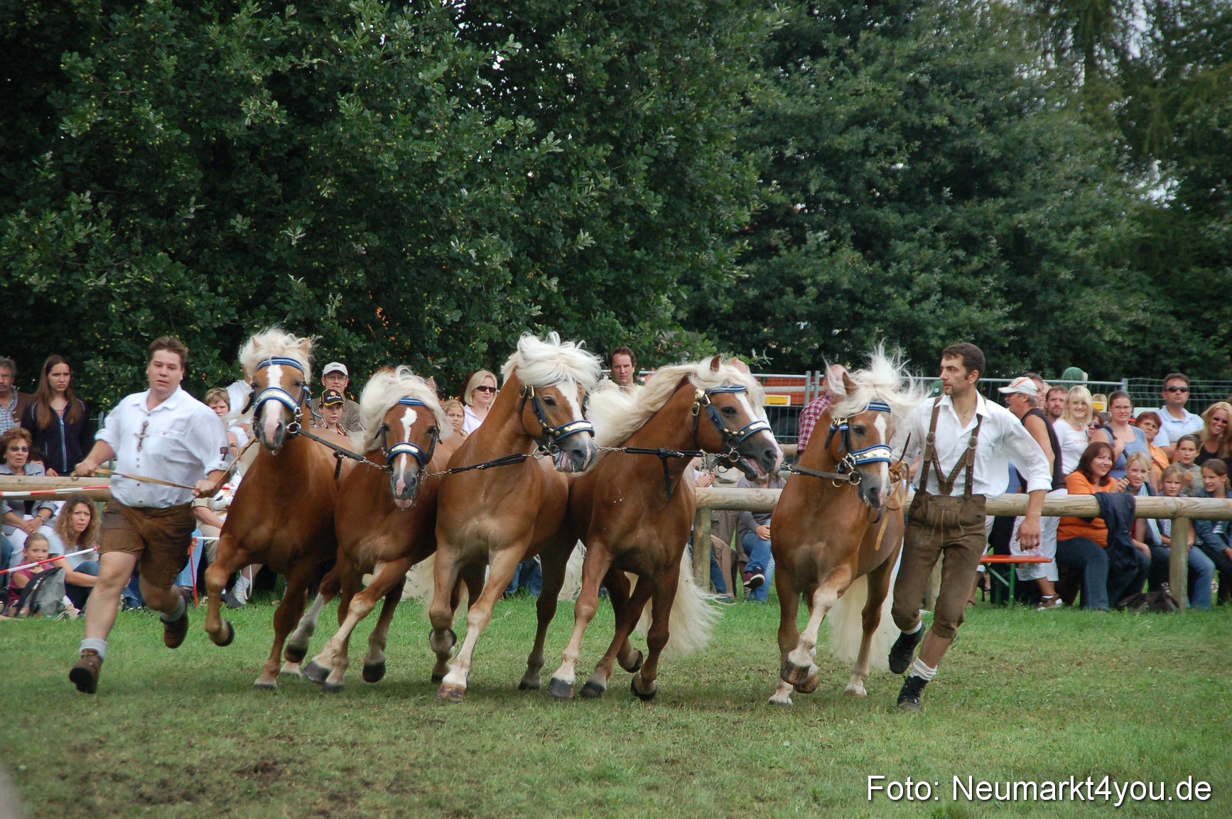 0535 Pferde Fohlenschau 200807