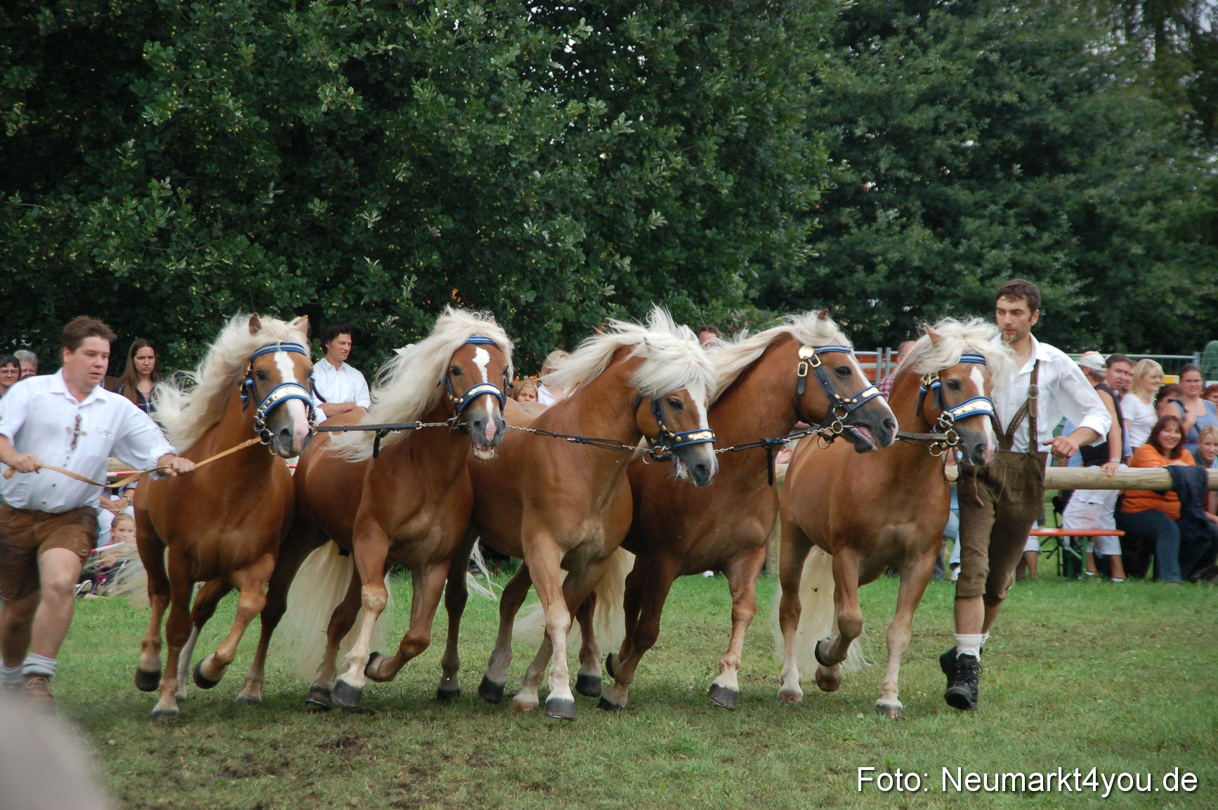 0536 Pferde Fohlenschau 200807