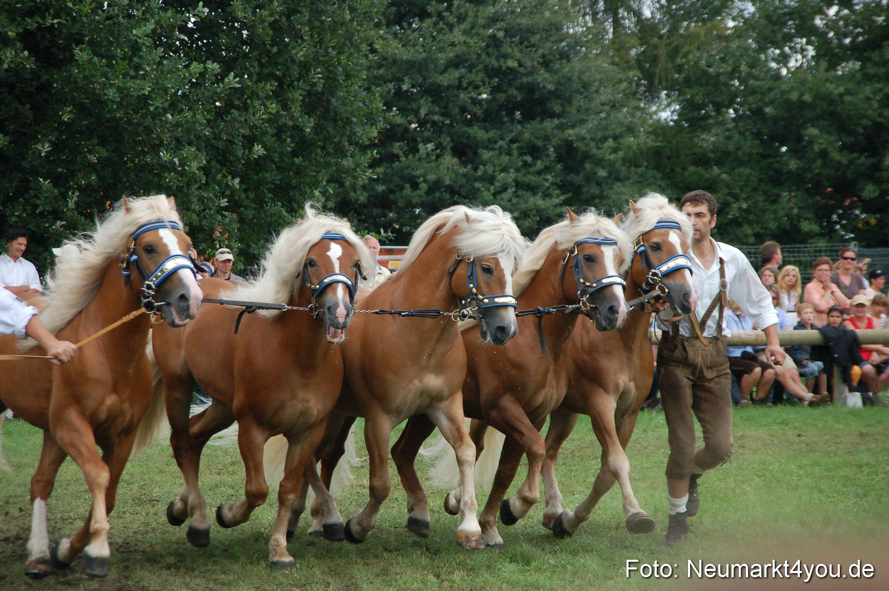 0537 Pferde Fohlenschau 200807