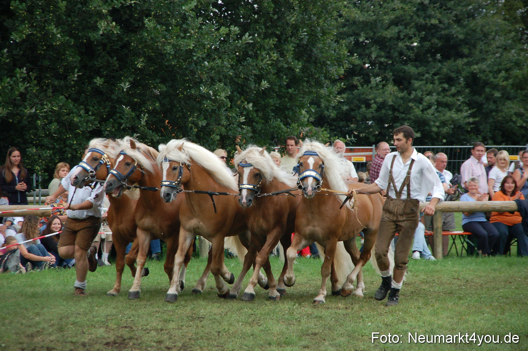 0540 Pferde Fohlenschau 200807