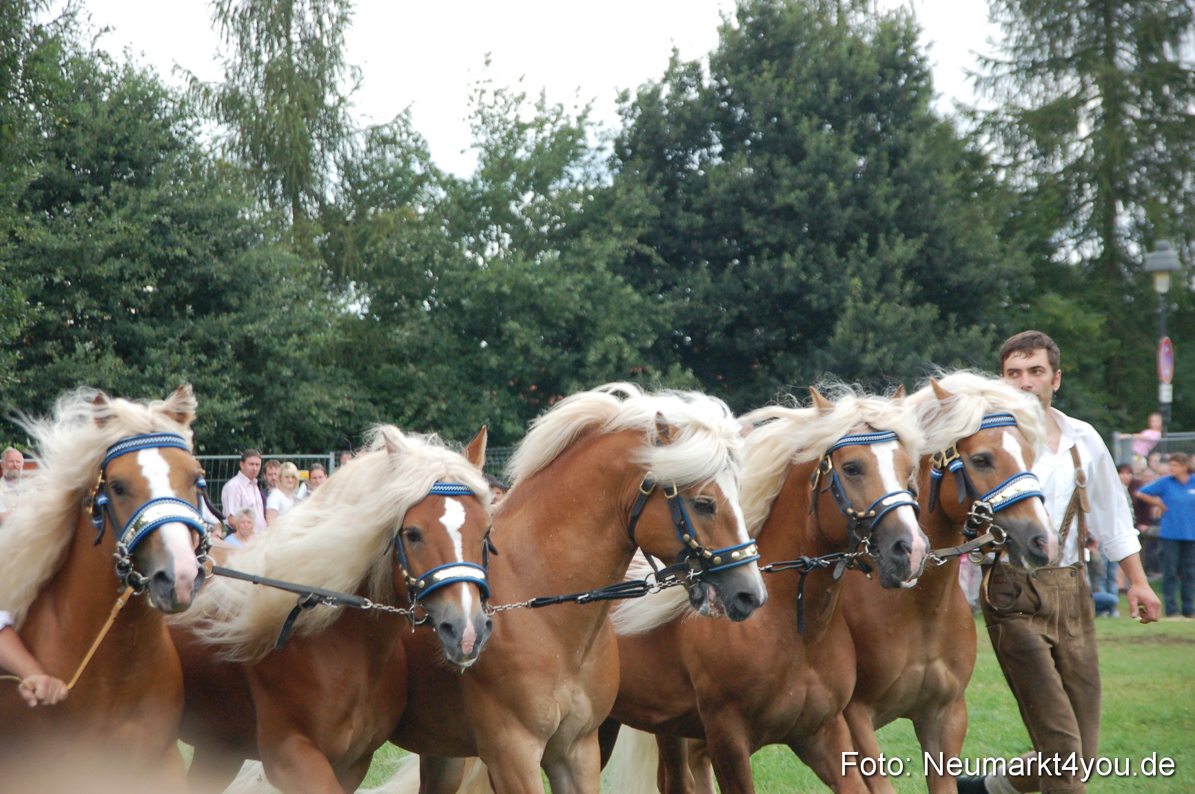 0541 Pferde Fohlenschau 200807