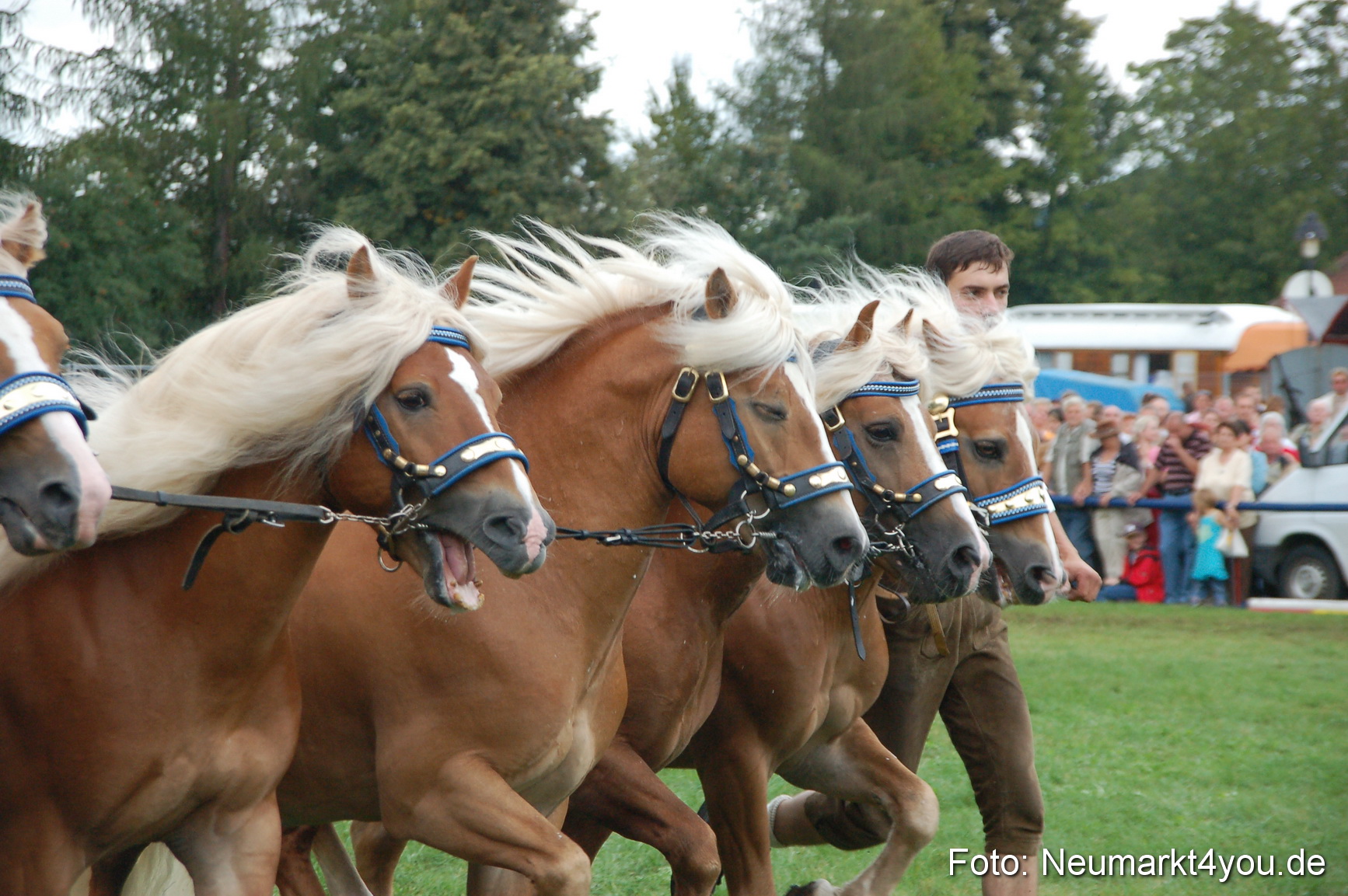 0542 Pferde Fohlenschau 200807