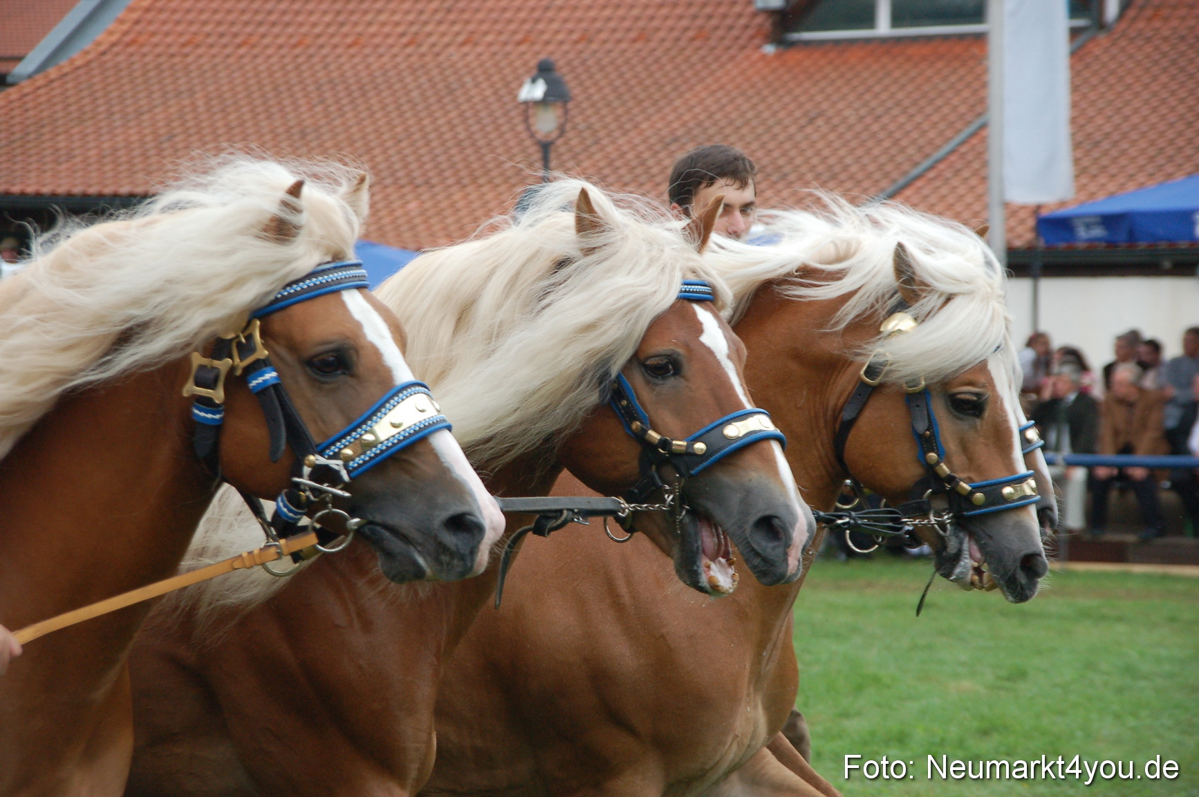 0543 Pferde Fohlenschau 200807