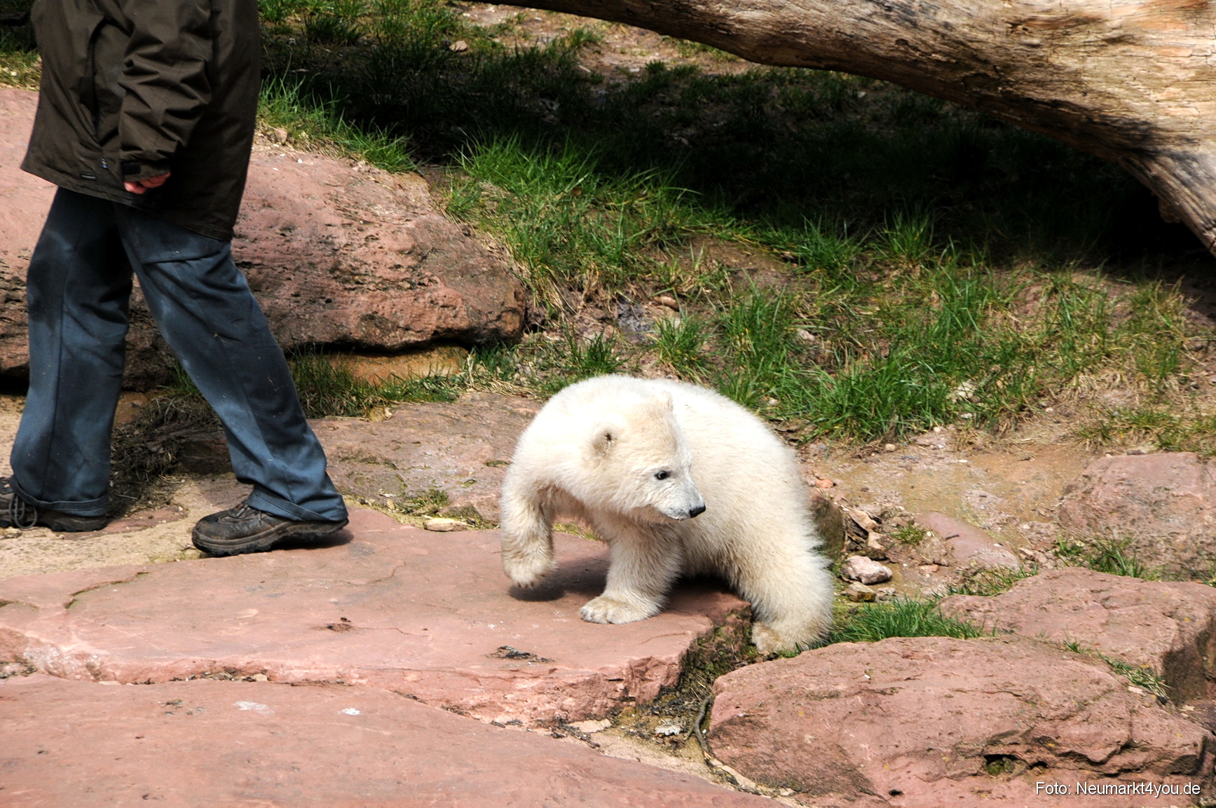 0013 Flocke Nuernberg 080408