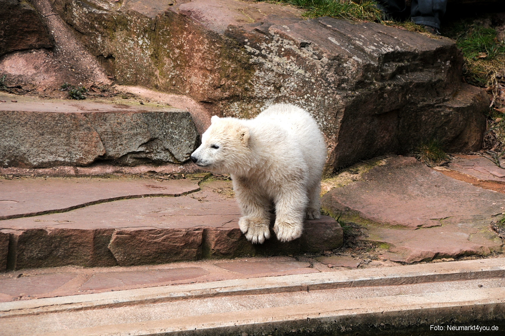 0017 Flocke Nuernberg 080408