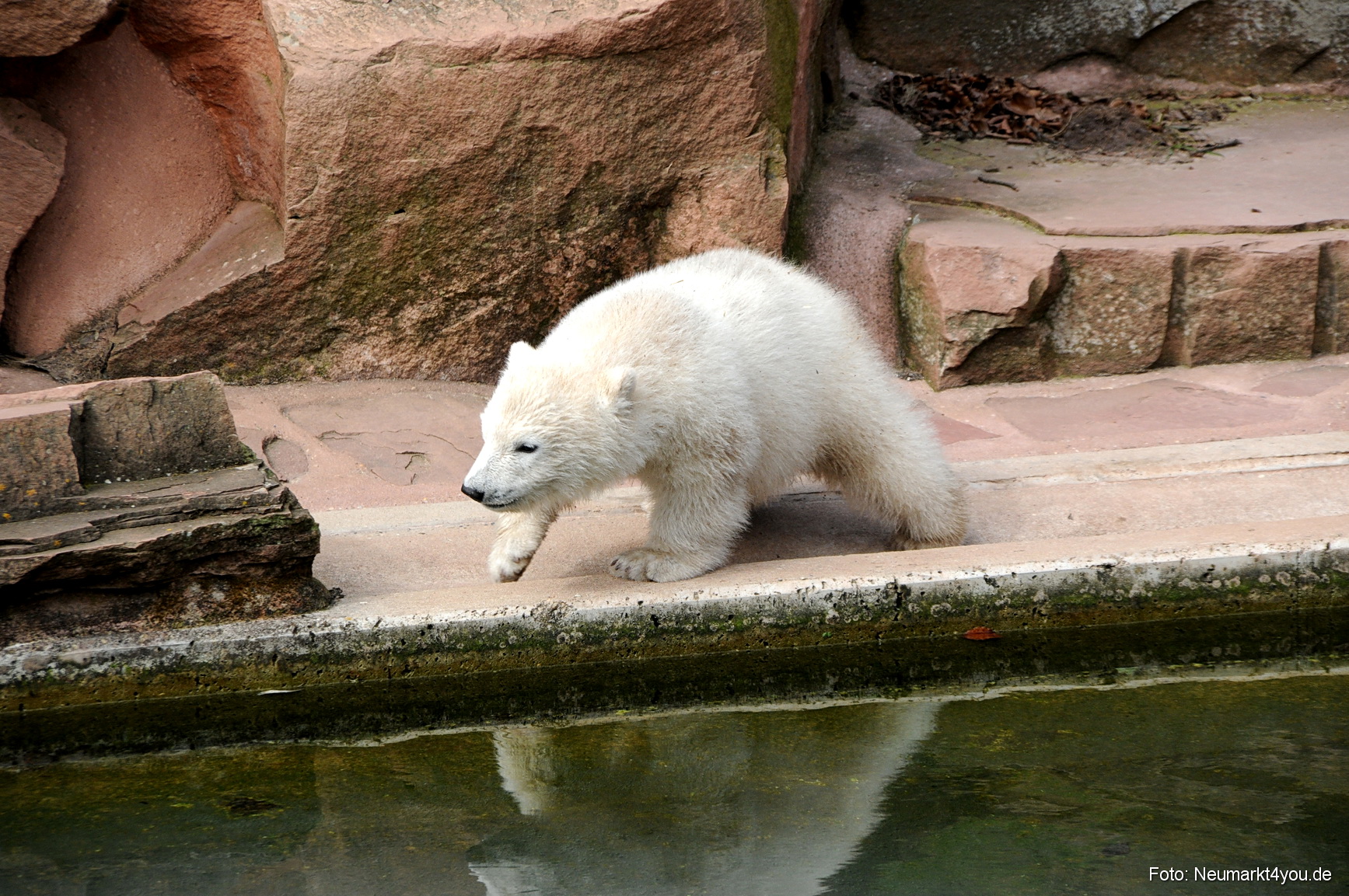 0018 Flocke Nuernberg 080408
