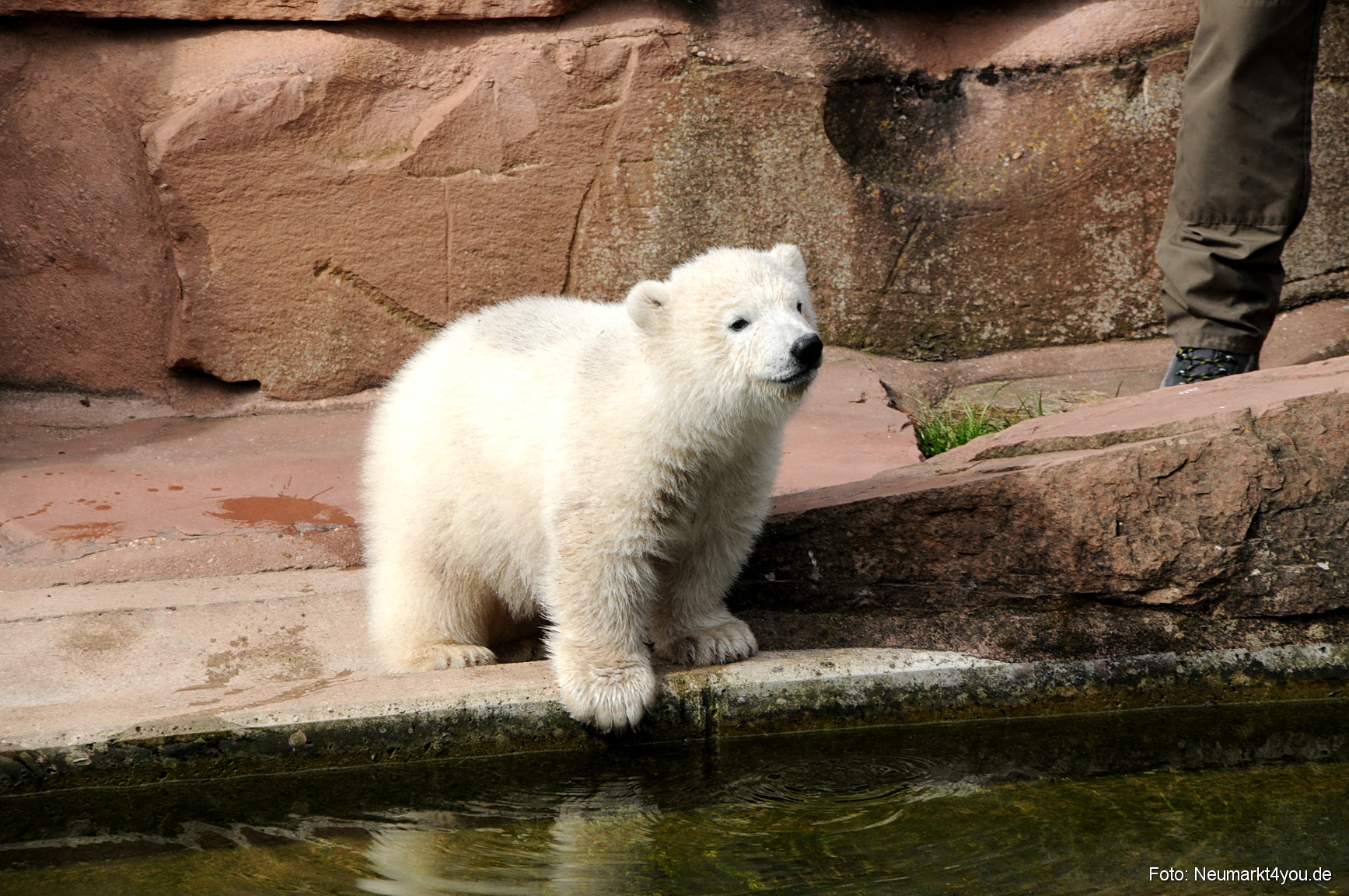 0020 Flocke Nuernberg 080408