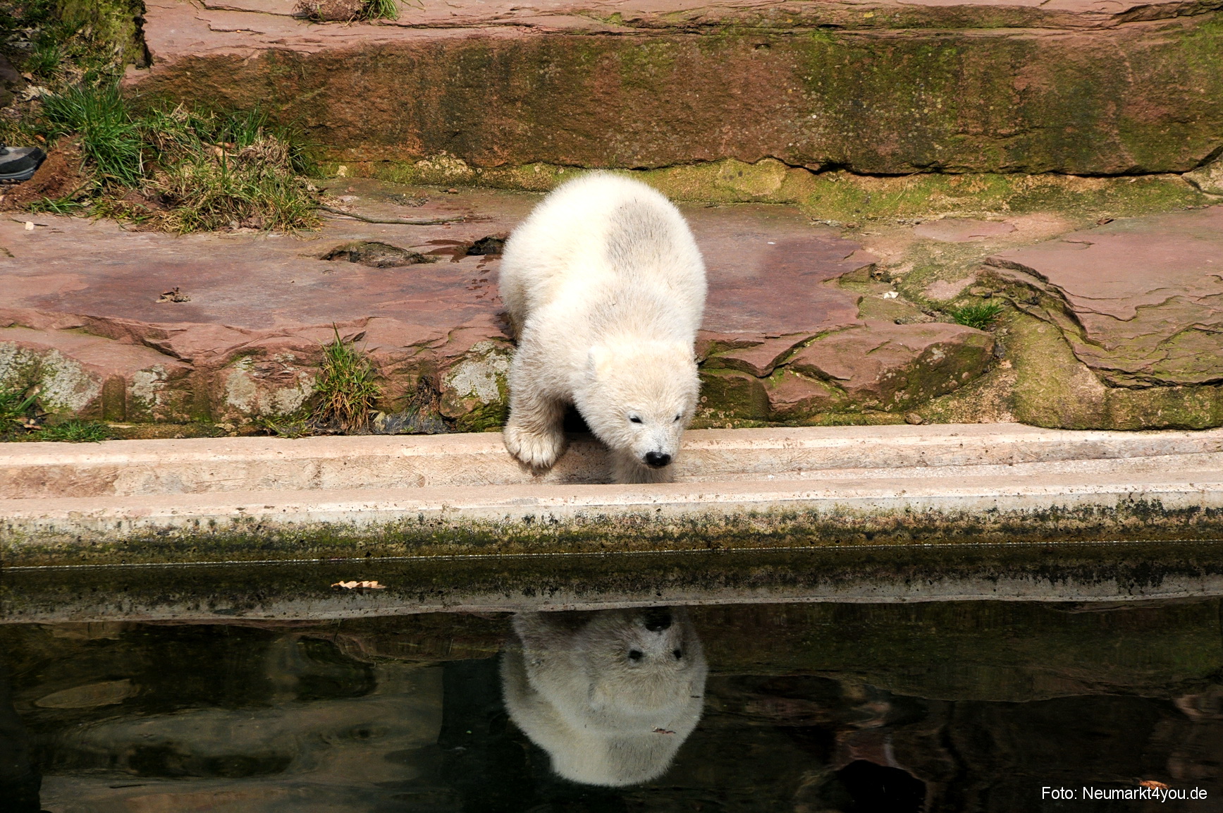 0027 Flocke Nuernberg 080408