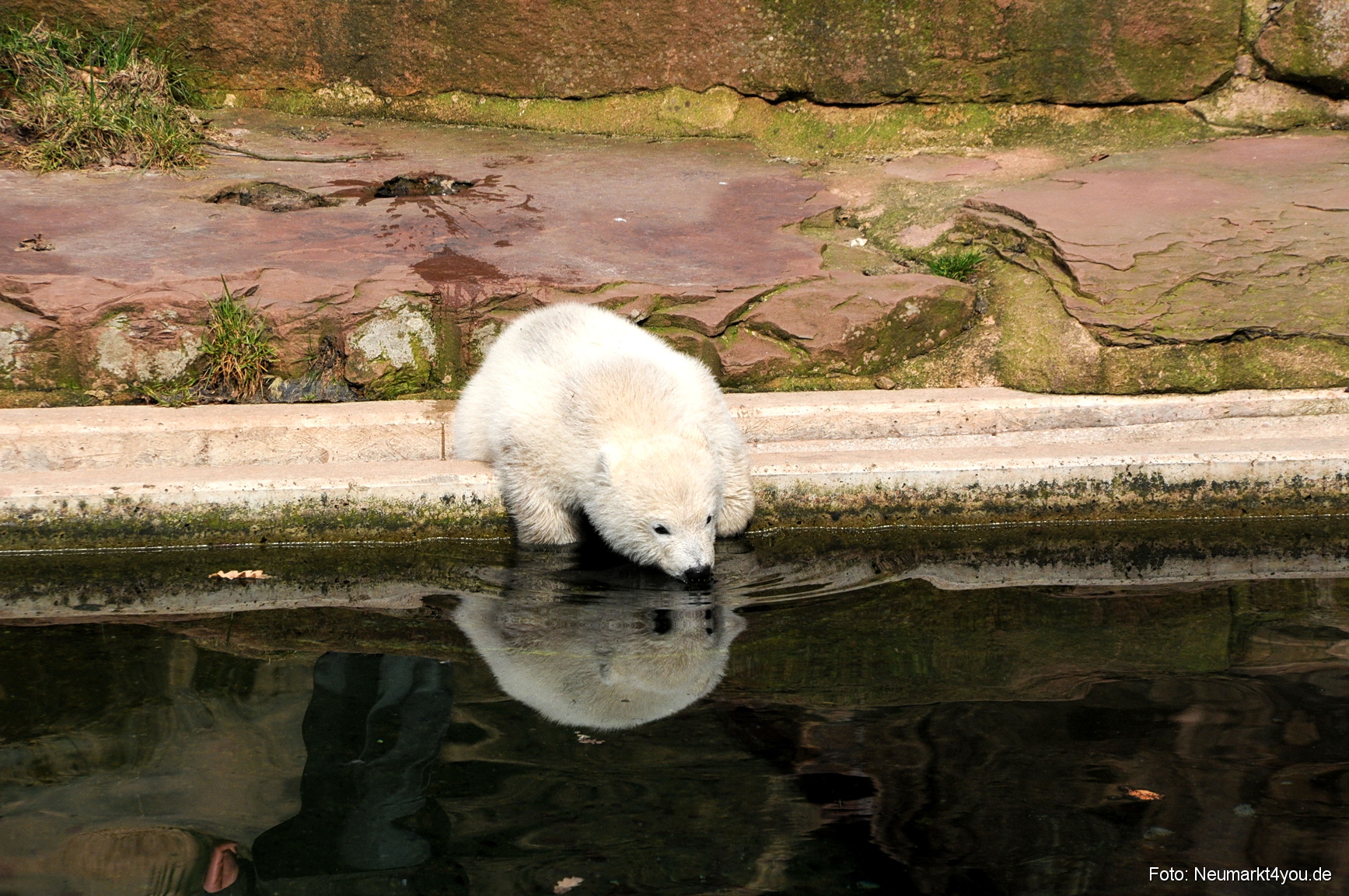 0028 Flocke Nuernberg 080408