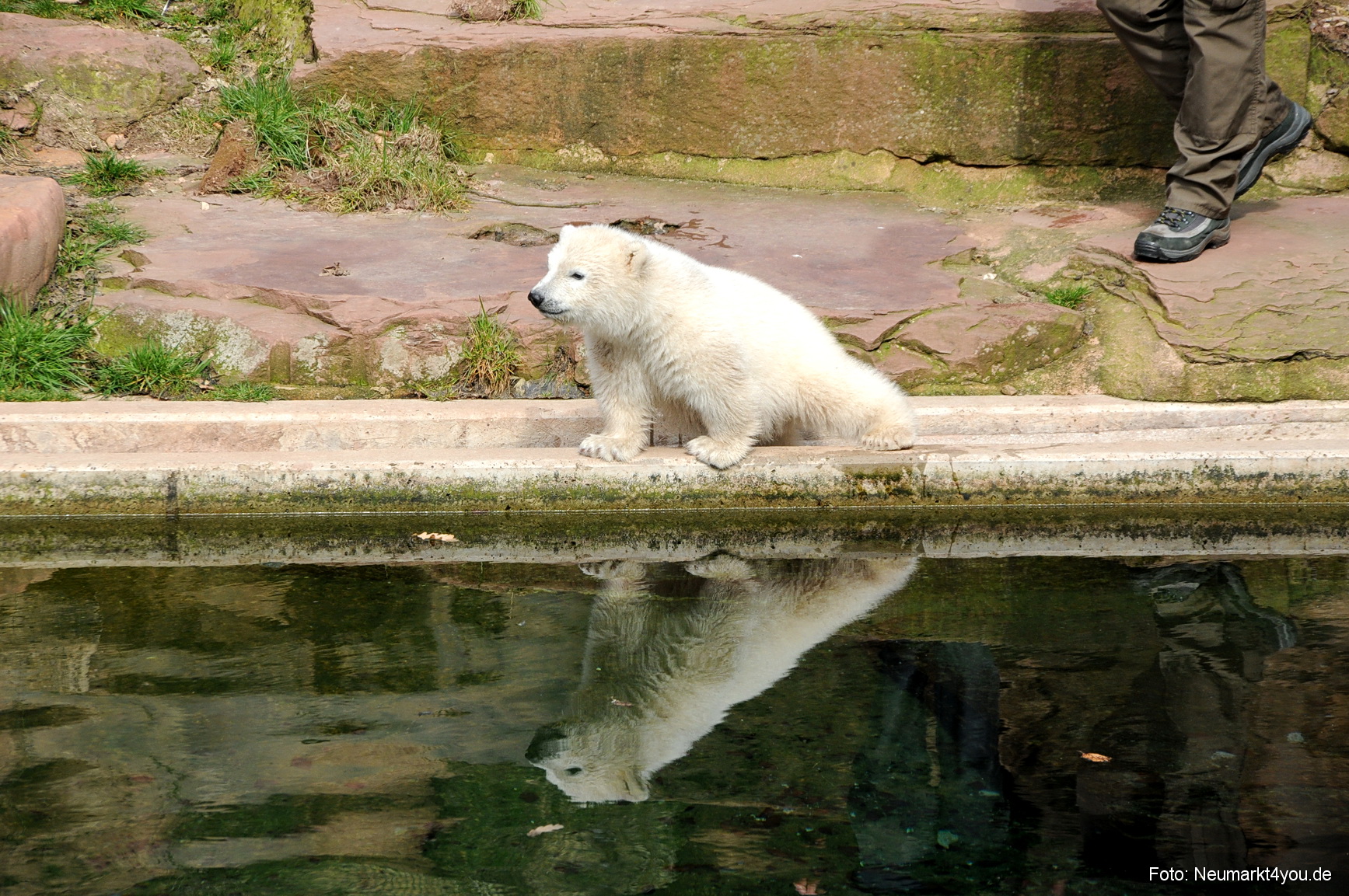 0031 Flocke Nuernberg 080408