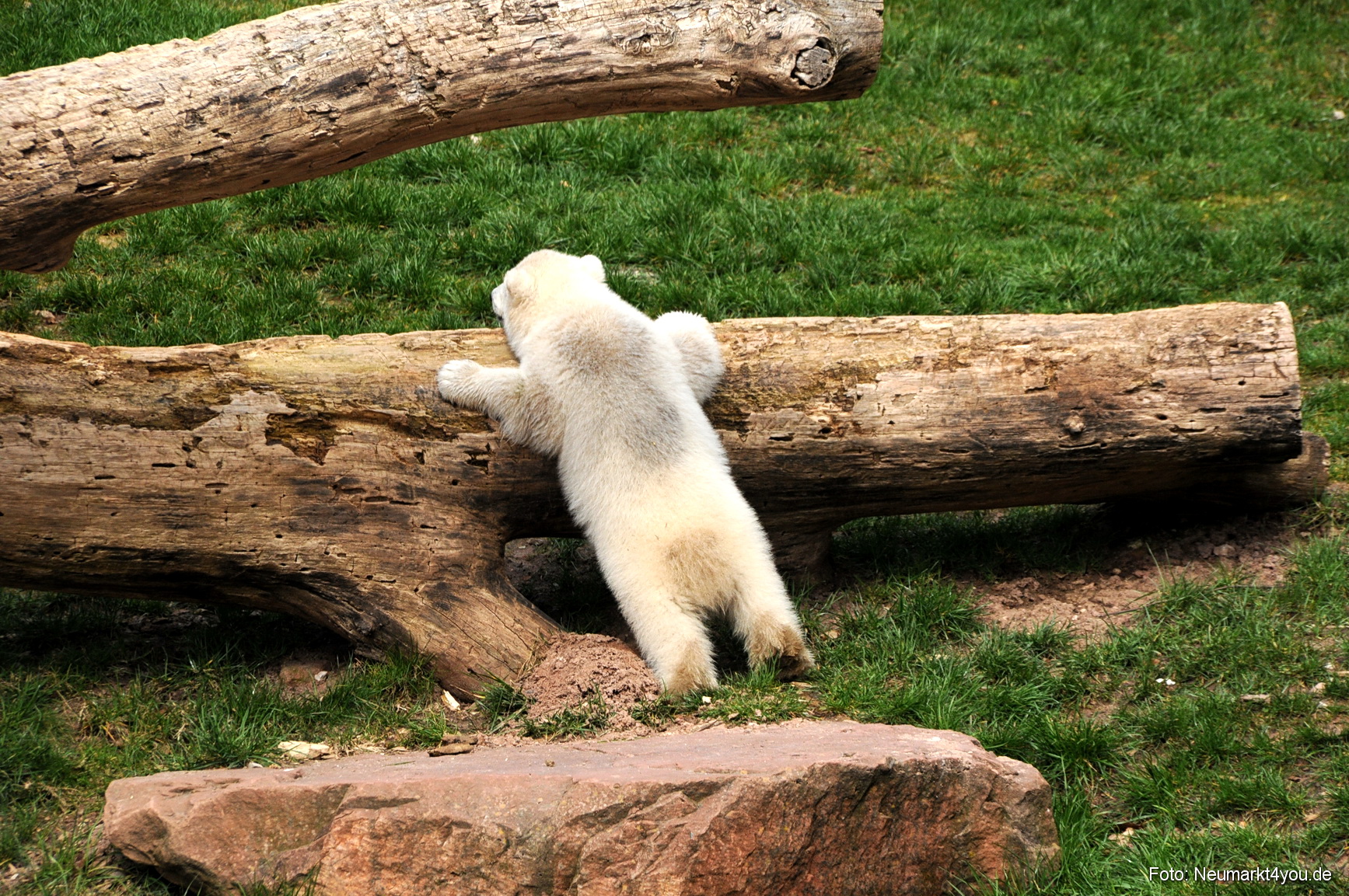 0035 Flocke Nuernberg 080408