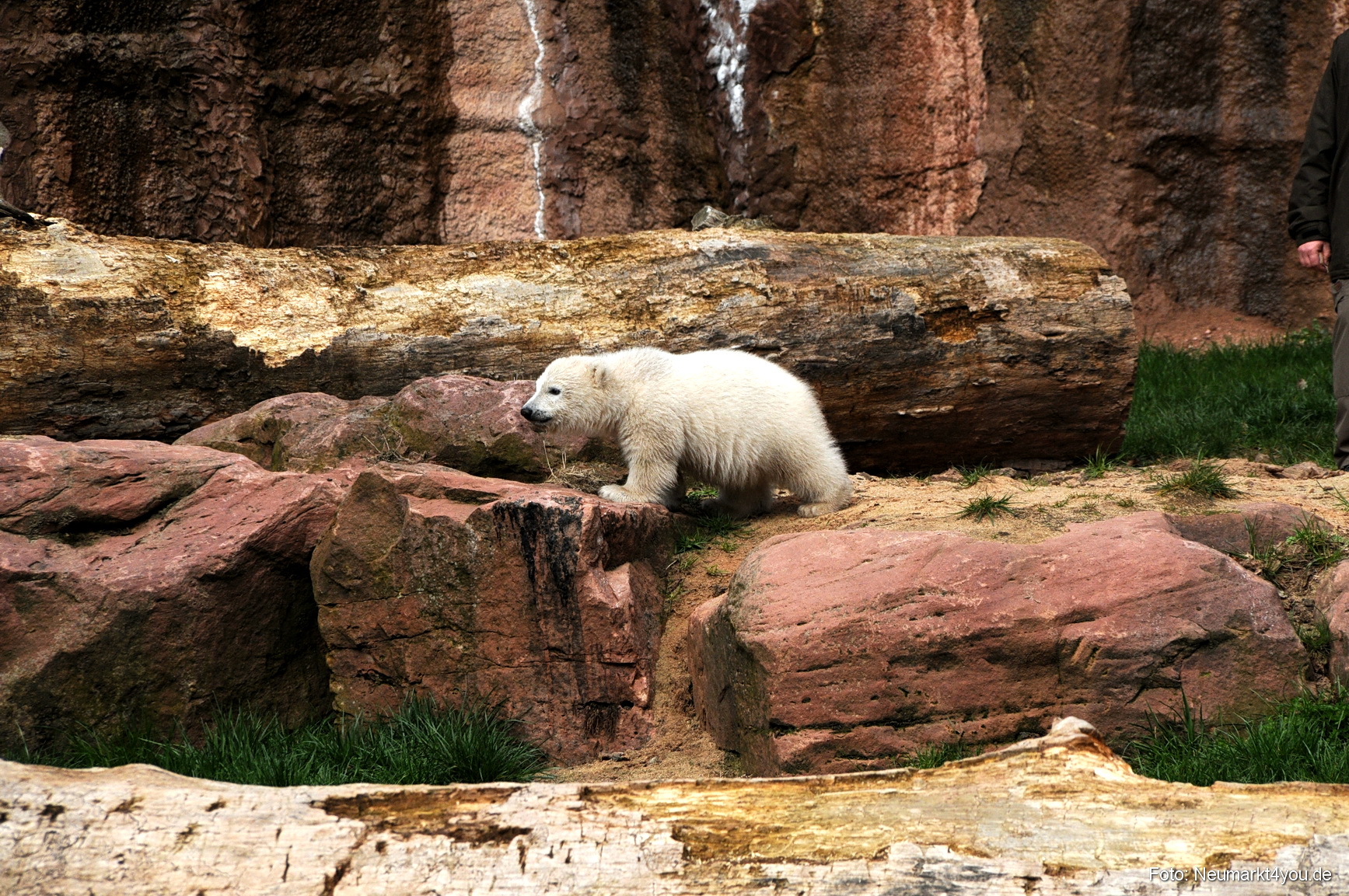 0037 Flocke Nuernberg 080408