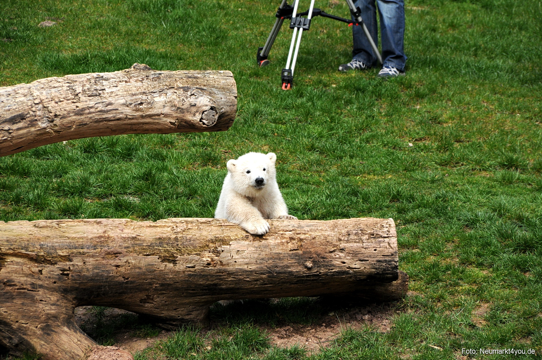 0039 Flocke Nuernberg 080408